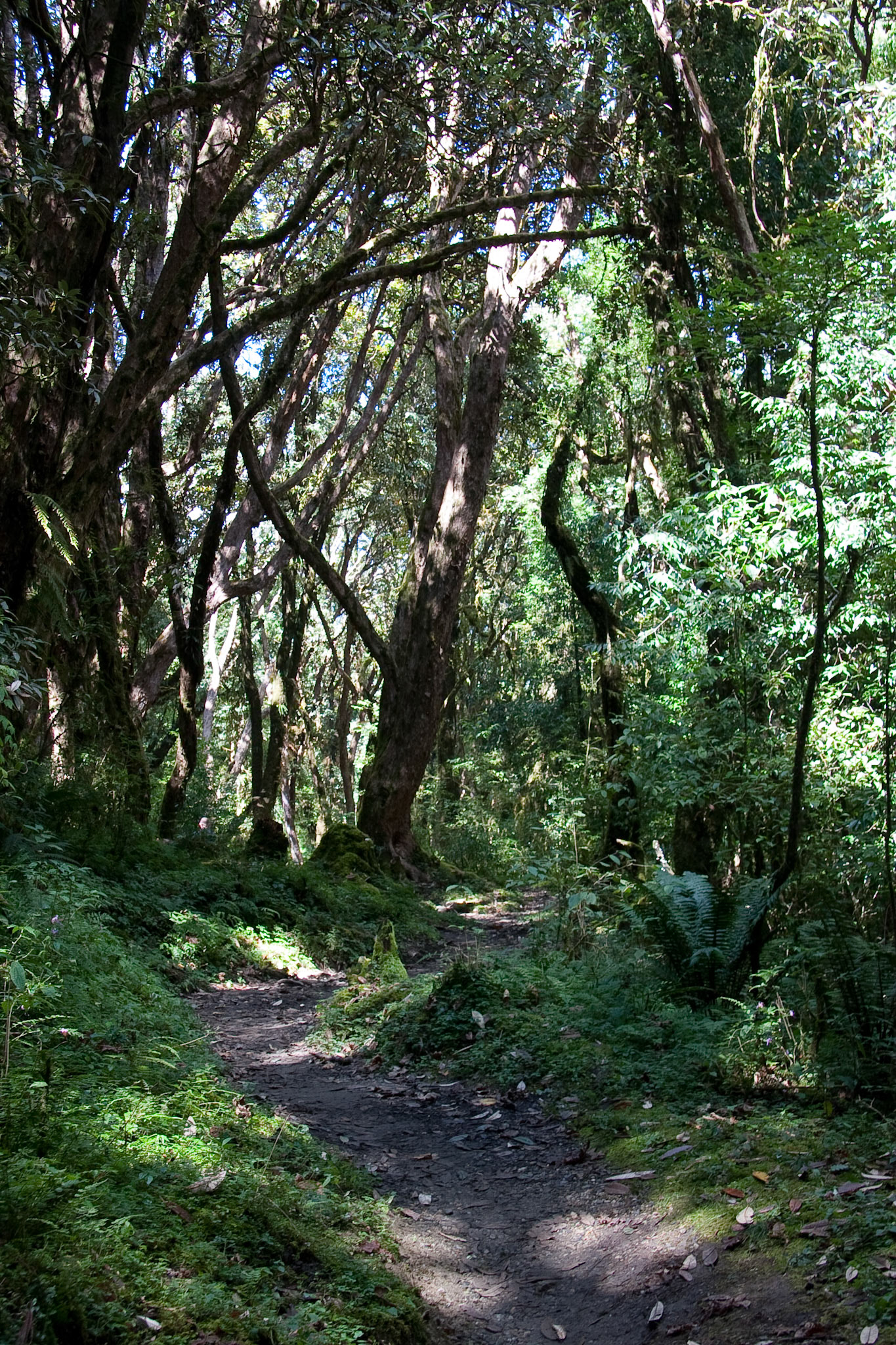 Rhododendron forest, near Tadapani