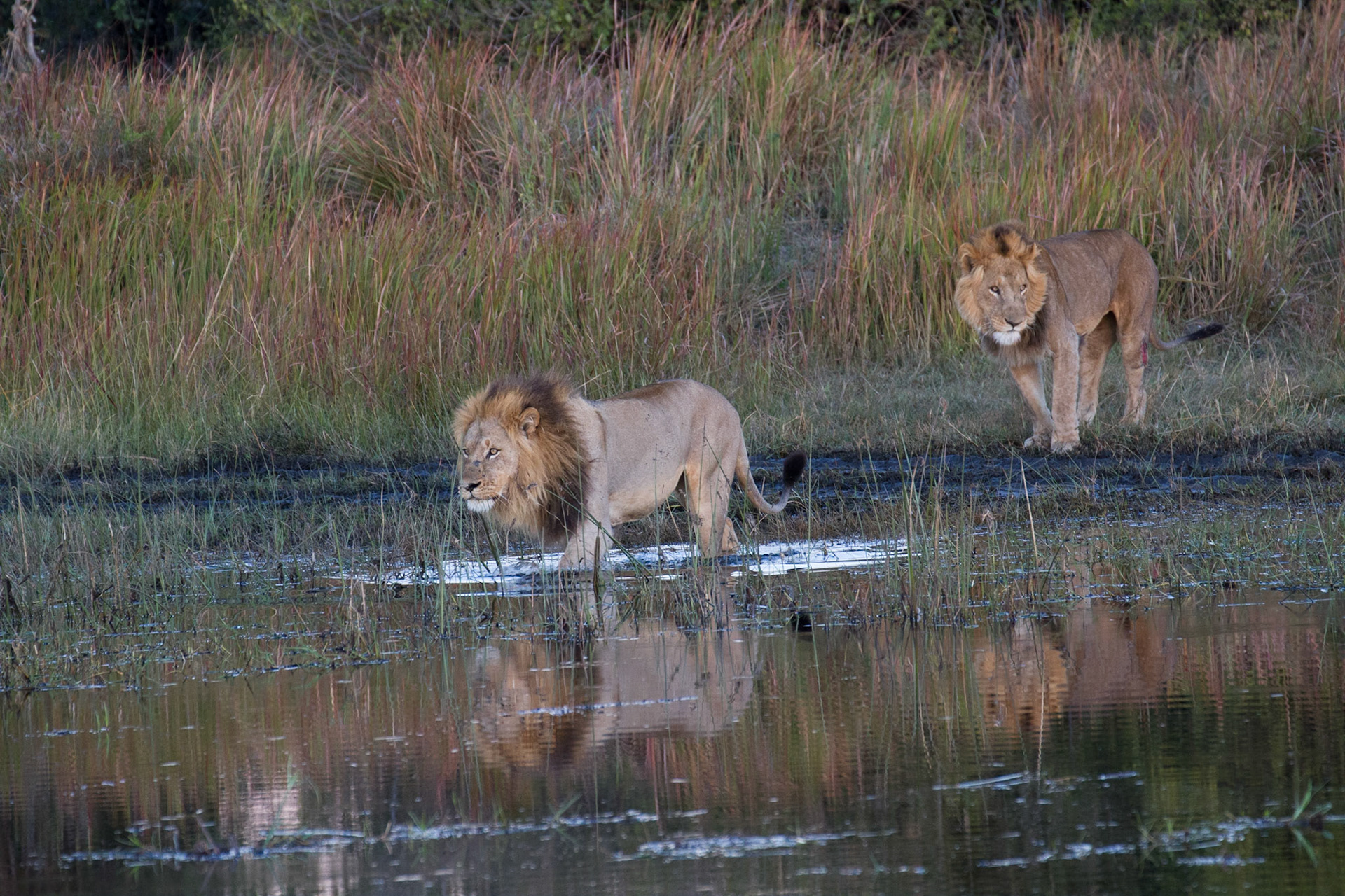 Adapted to life in the Okavango Delta