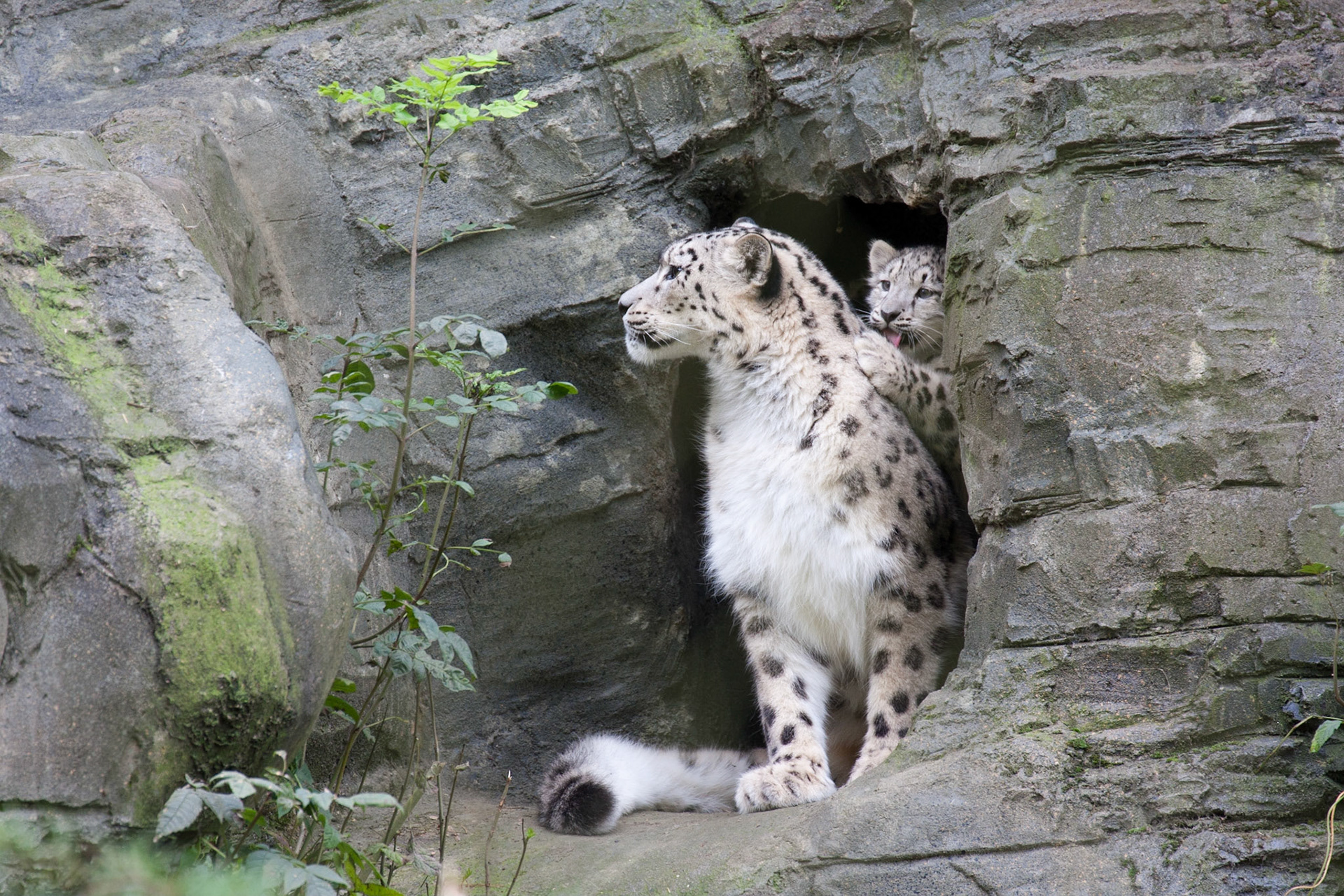 Checking it's safe for the cubs to come out