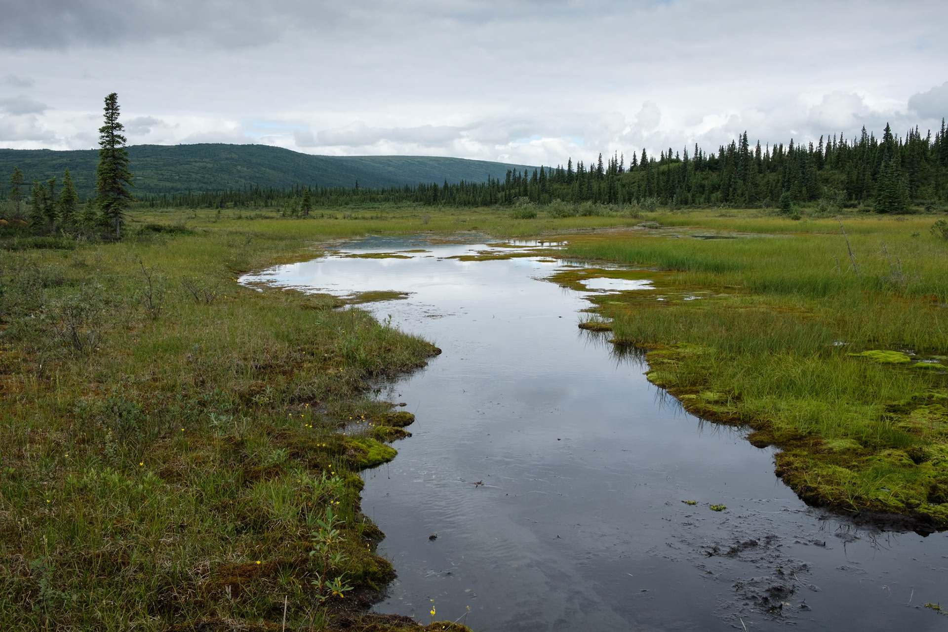 Wetlands, McKinley Bar hike