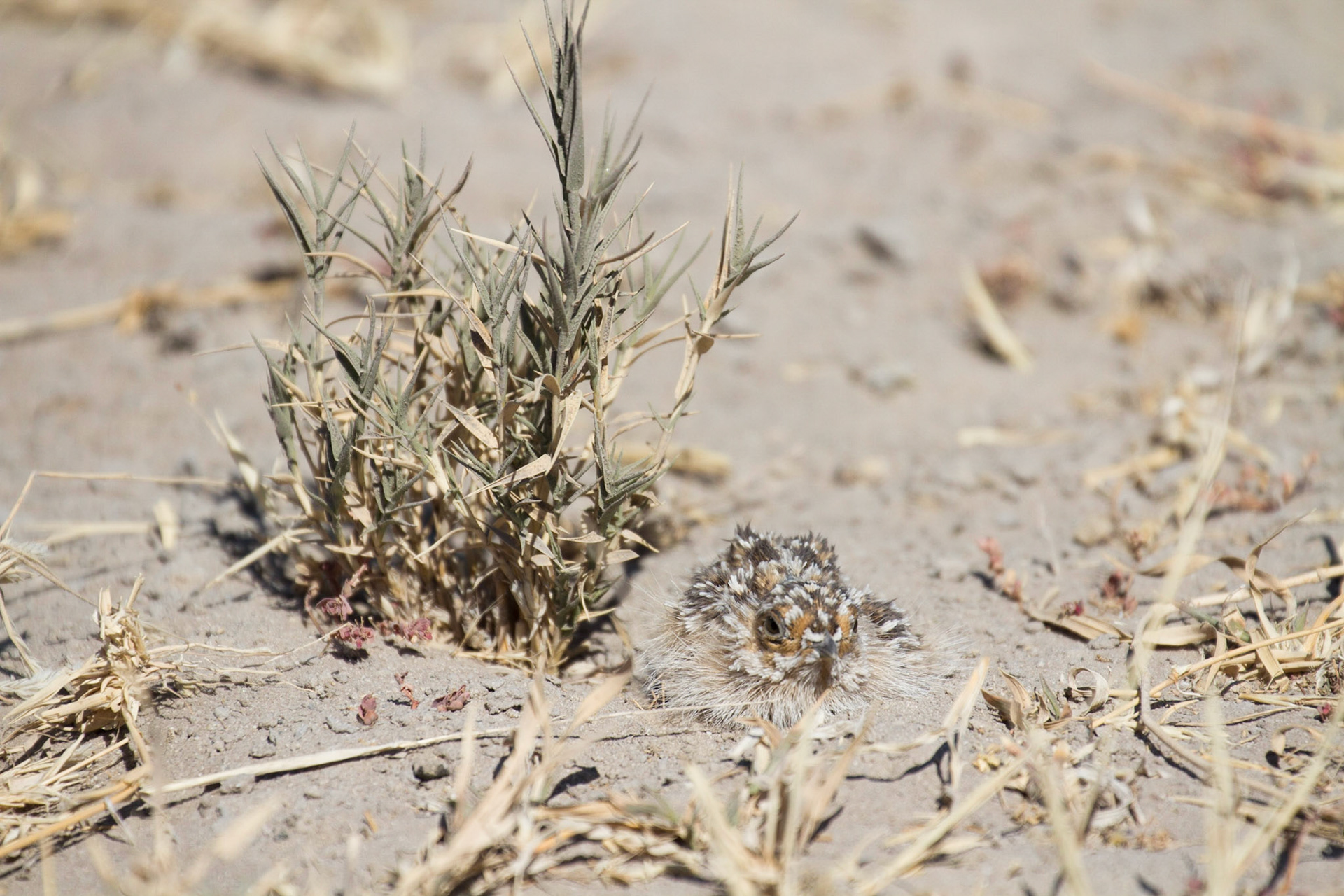 Camouflaged sand grouse chick