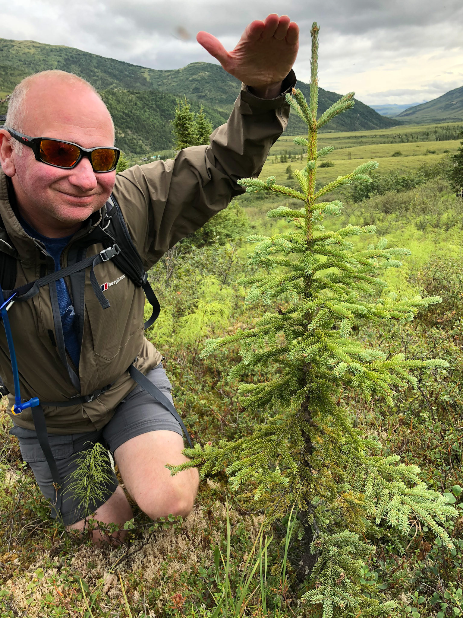 The trees grow slowly in Denali