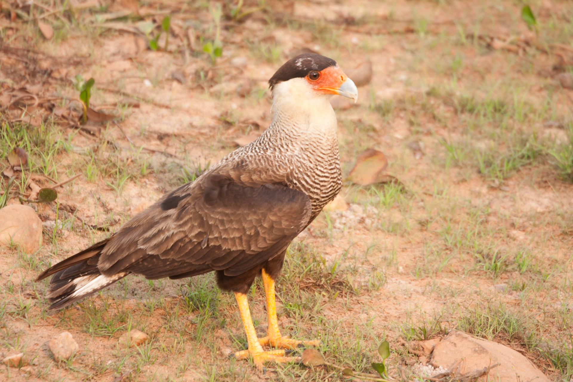 Southern caracara