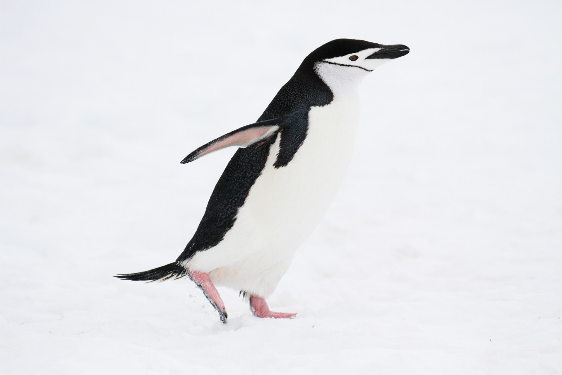 Chinstrap penguin