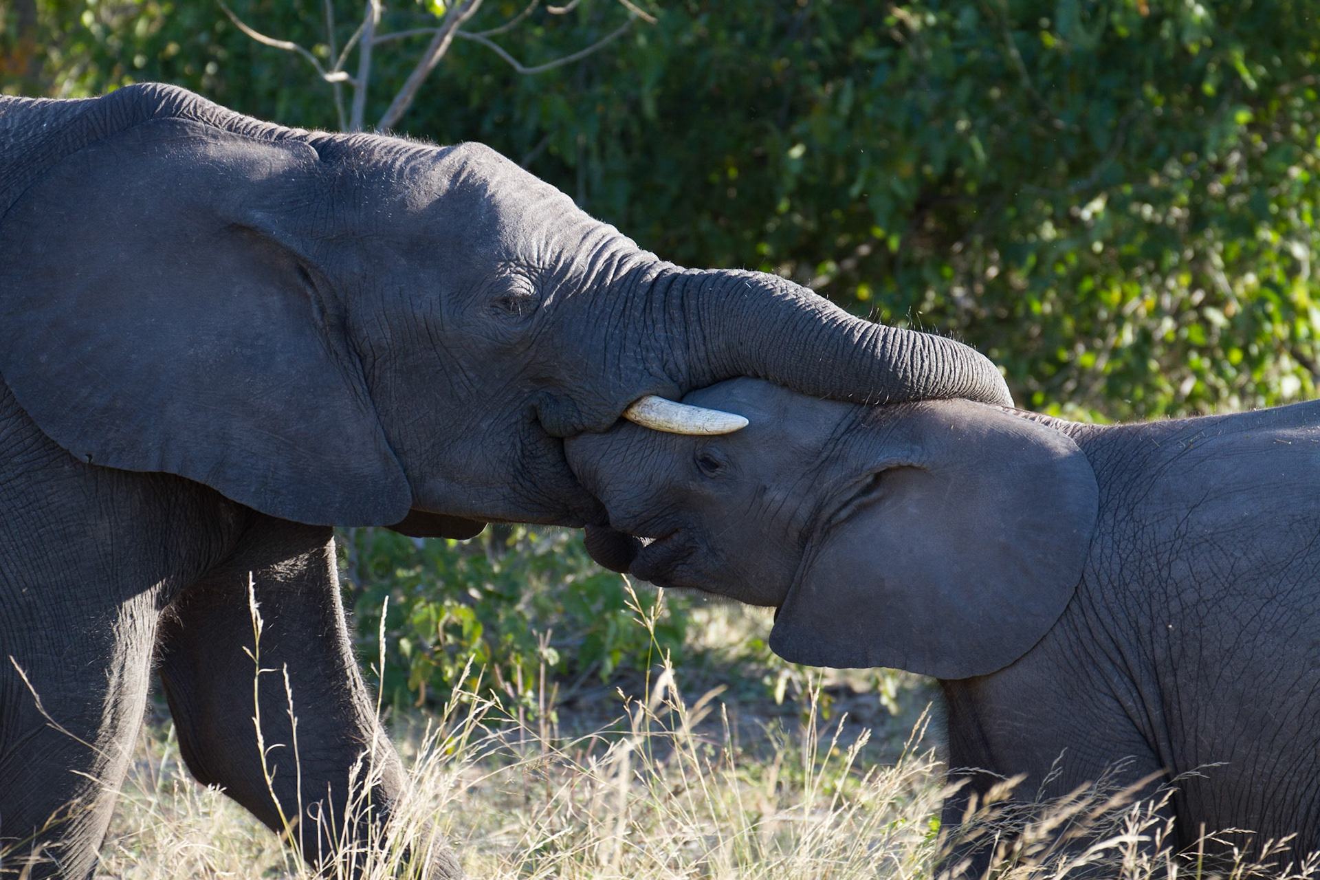 Elephants in the Okavango Delta