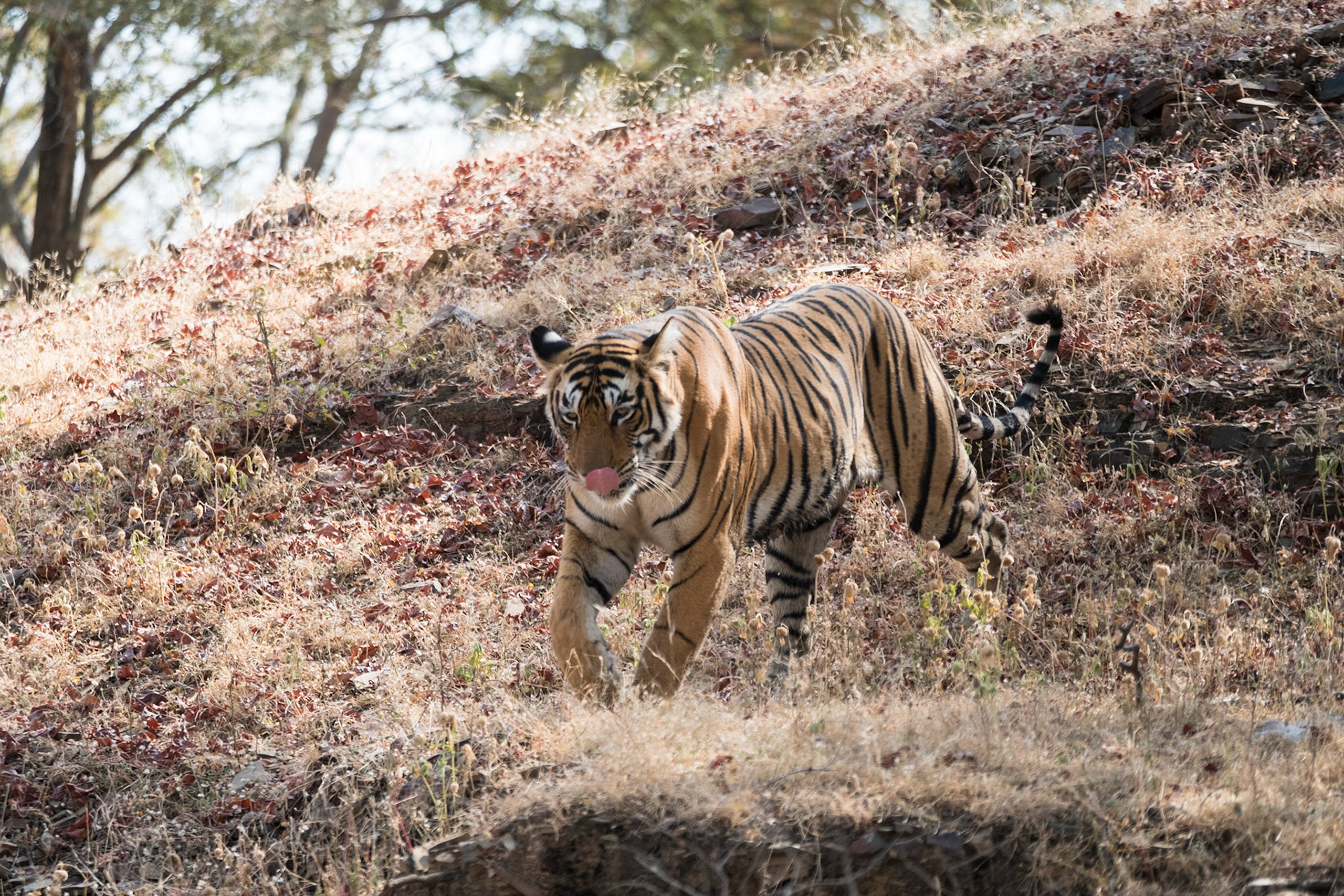 Female tiger T84 (Arrowhead), Ranthambore zone 3