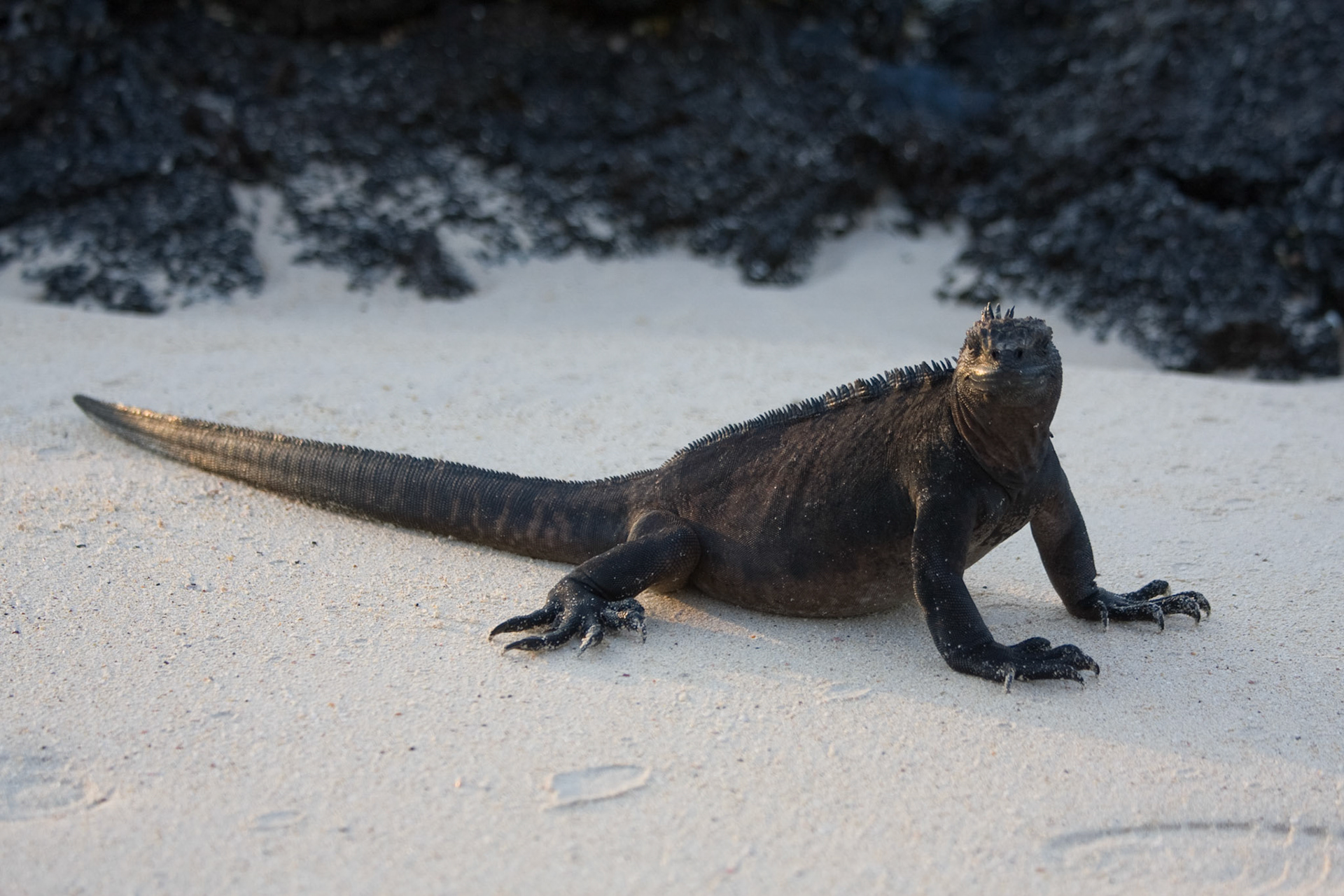 Marine iguana