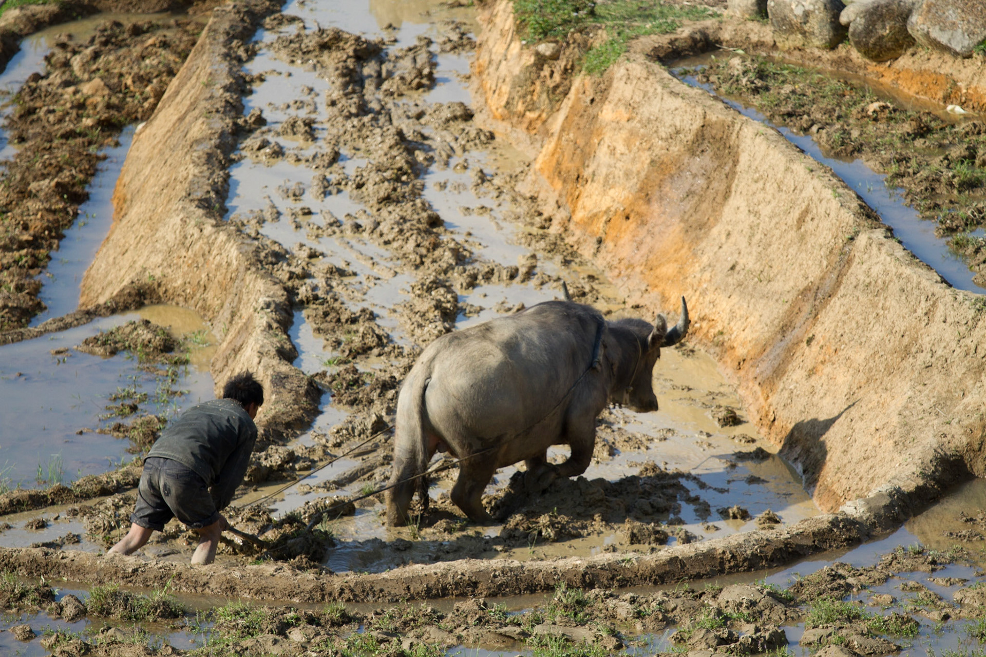 Ploughing the terraces
