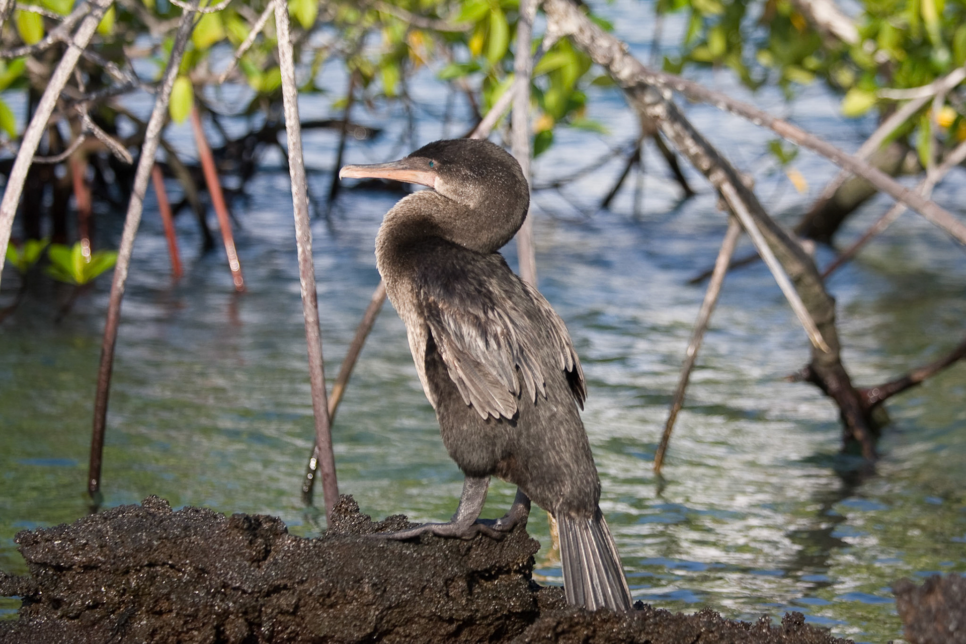 Flightless cormorant