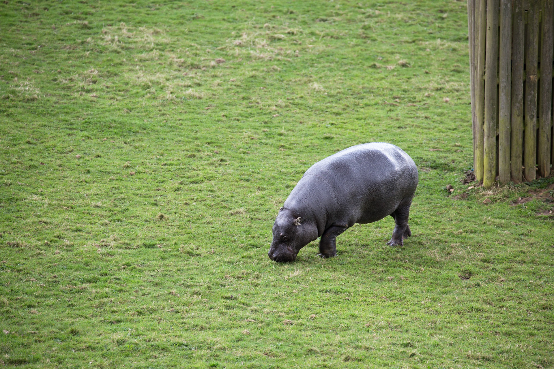 Pygmy hippo