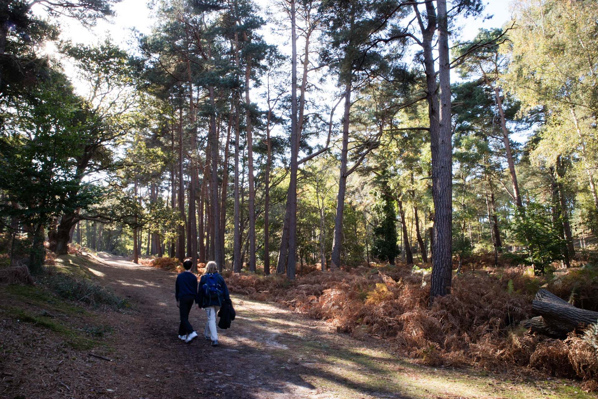 Walking through the woods