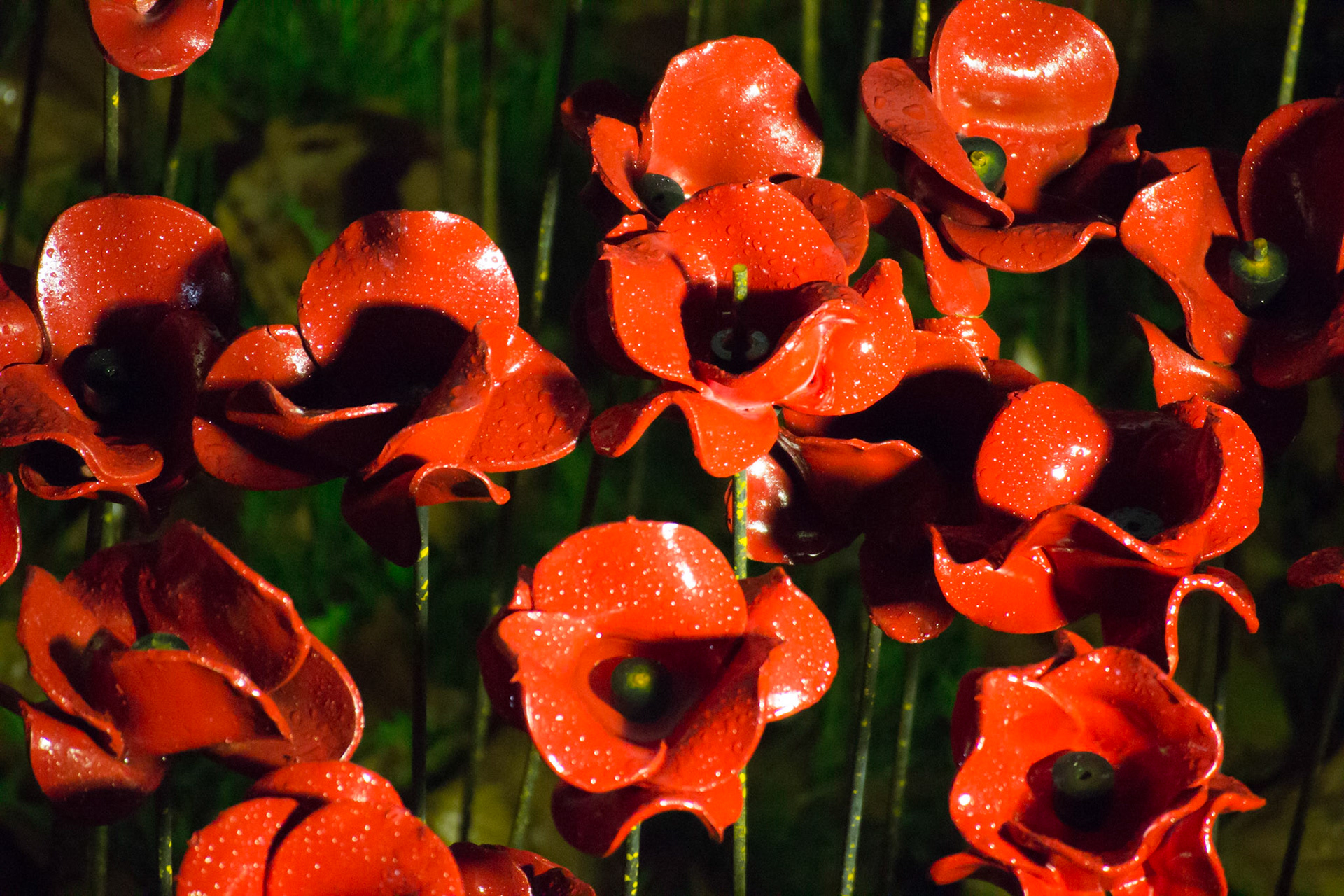 Poppies in moat at Tower of London