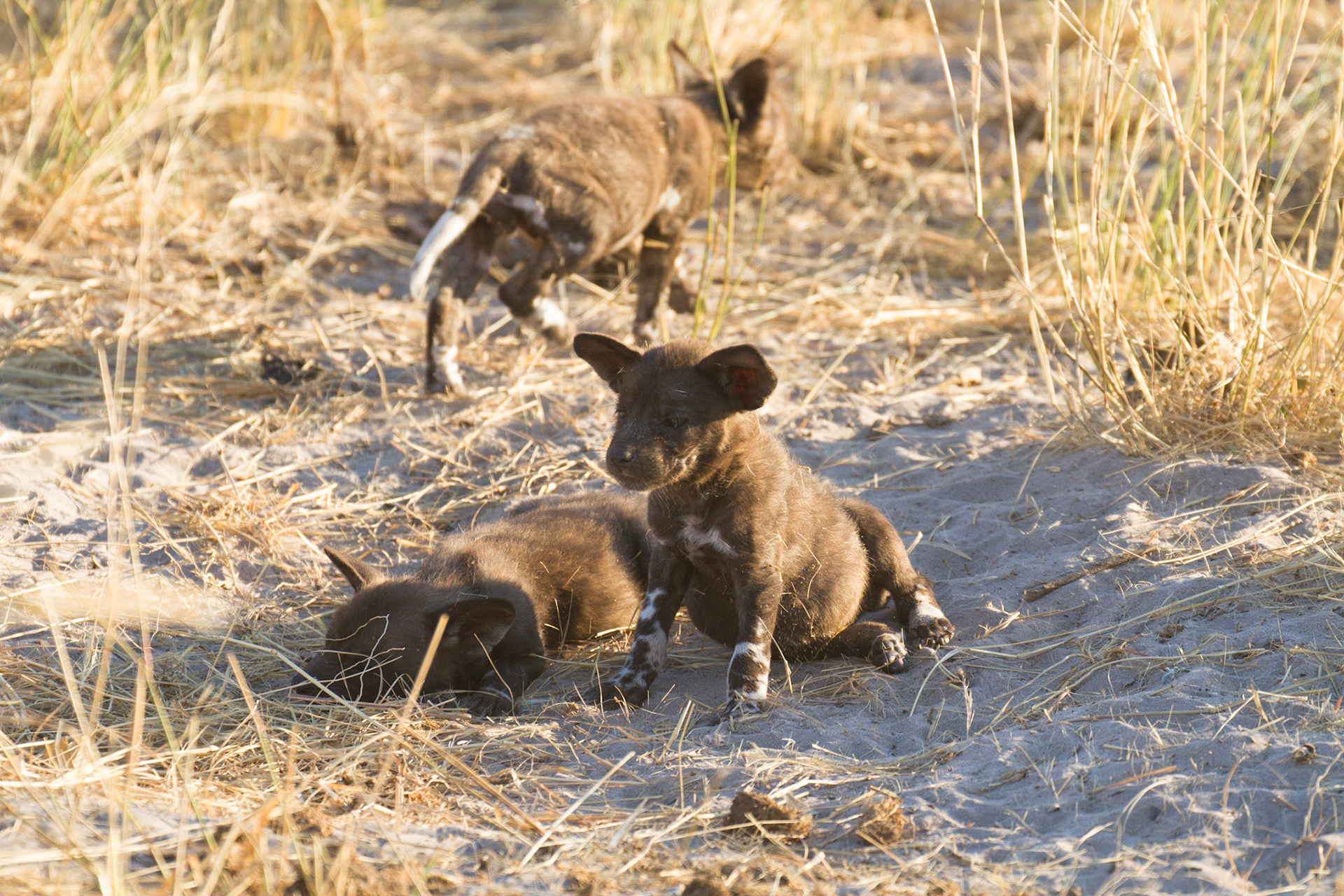 Wild dog pups
