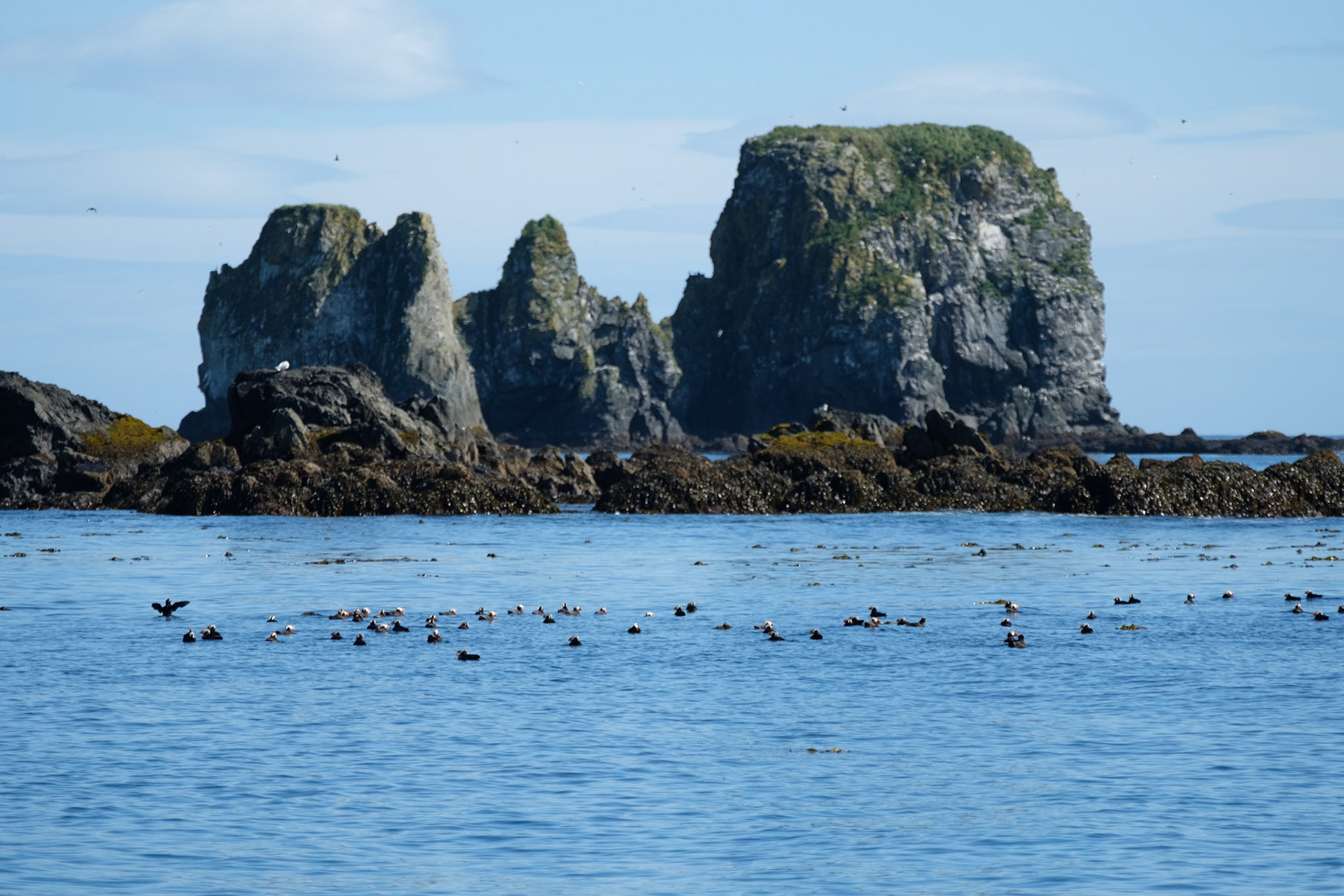 Tufted puffins at “Puffin Islands”
