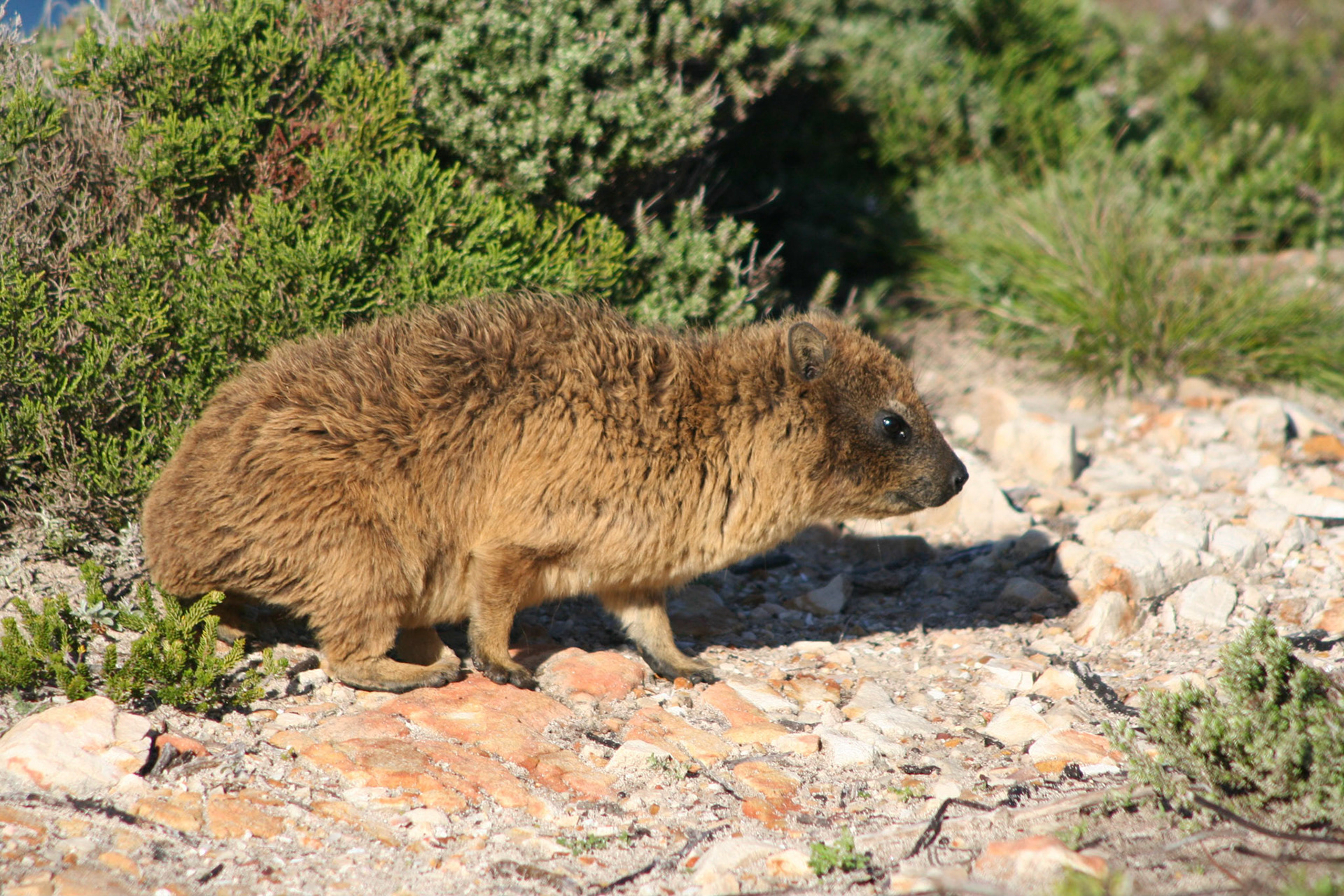 A dassie (rock rabbit)