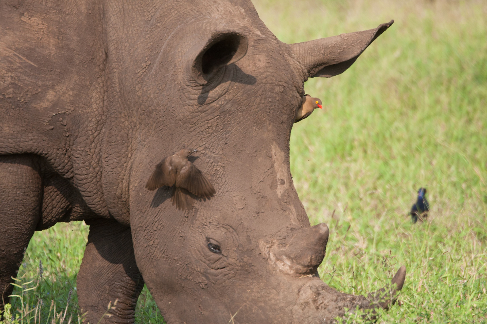 Ox peckers grooming a white rhino