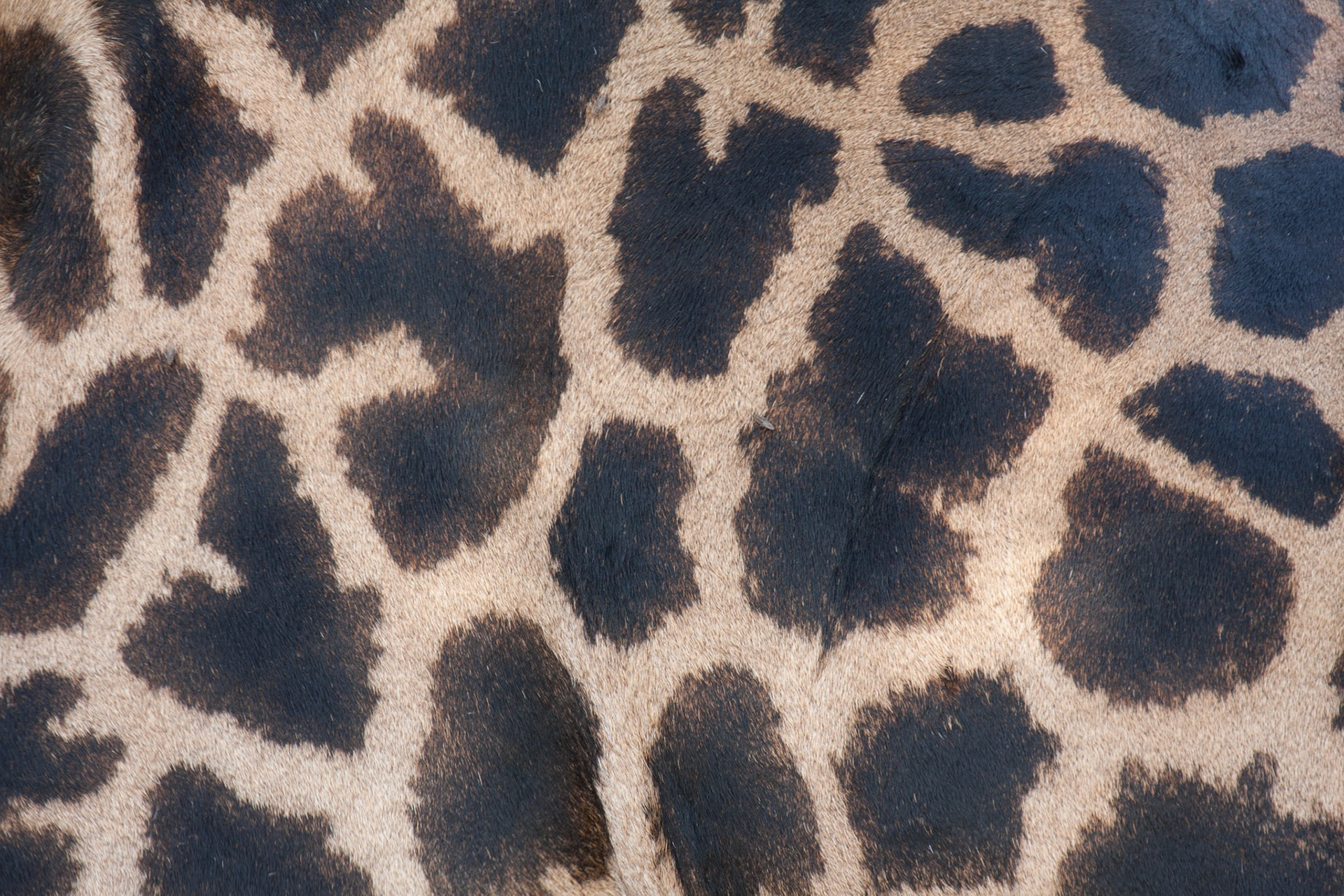 Giraffe's spots