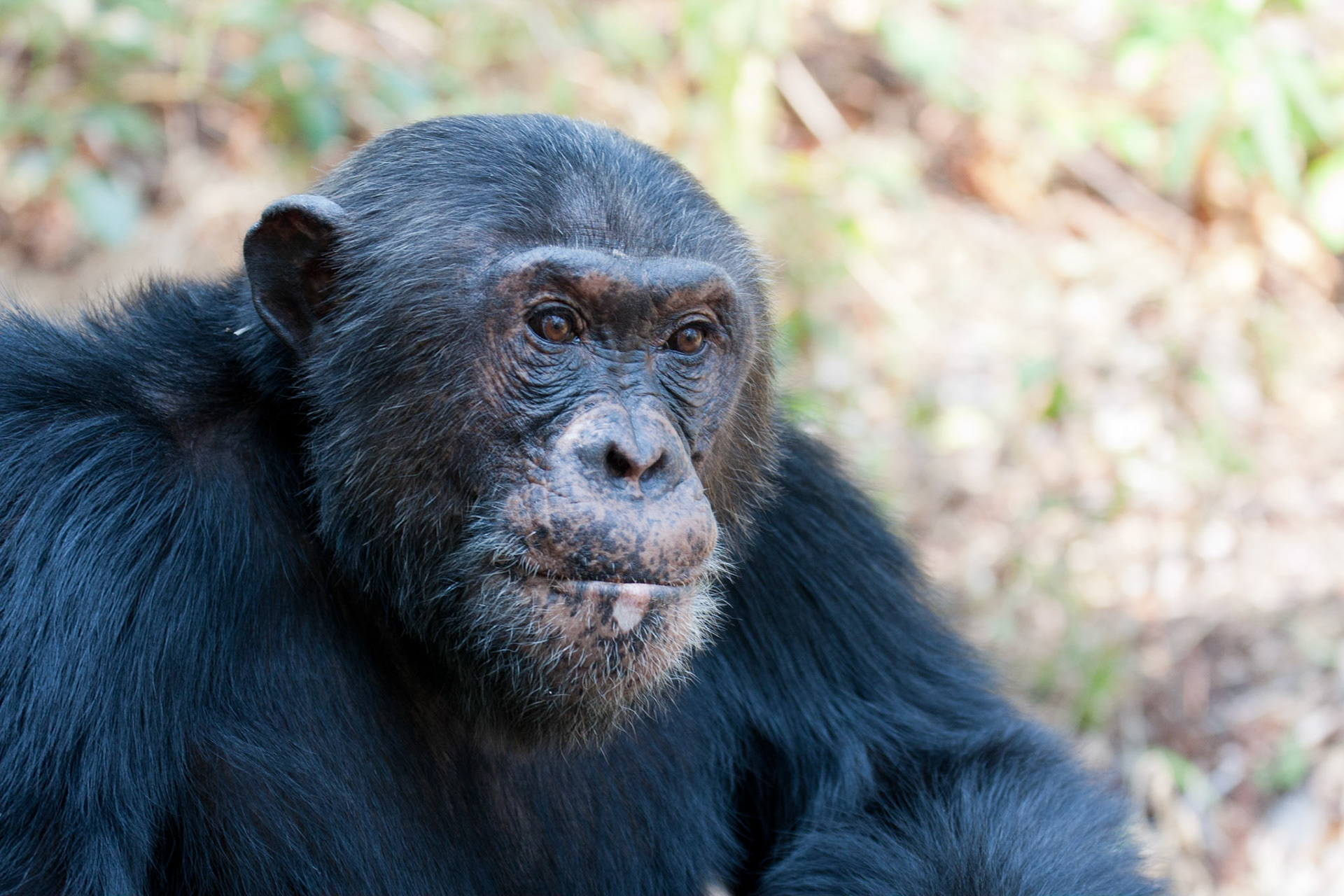 Primus, 3rd in line of the Mahale males