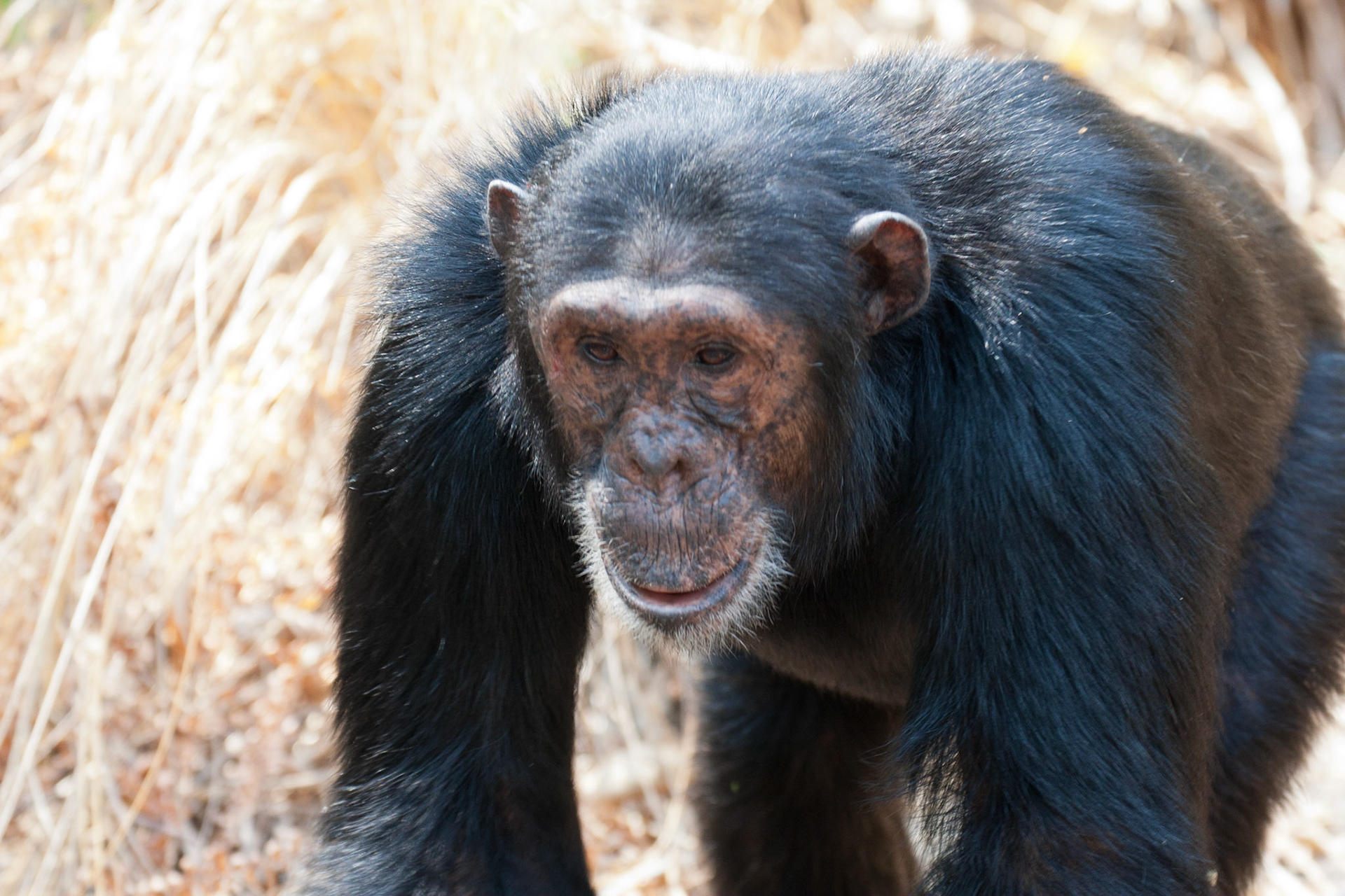 Darwin, another male