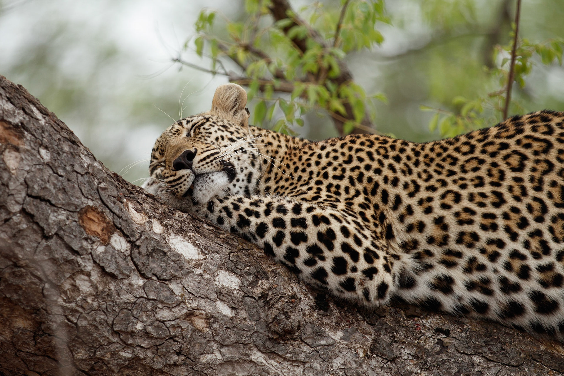 Leopard asleep in a tree
