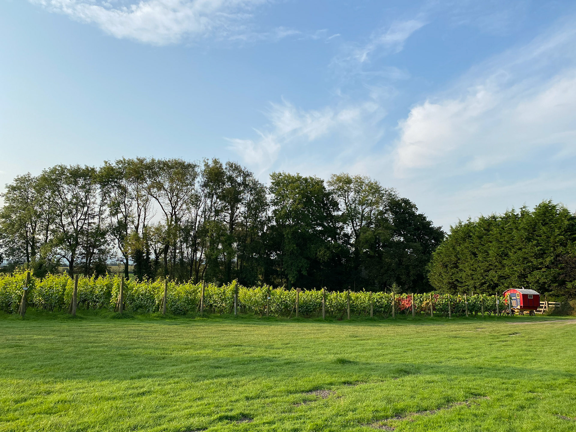 Morning at Ten Acres Vineyard