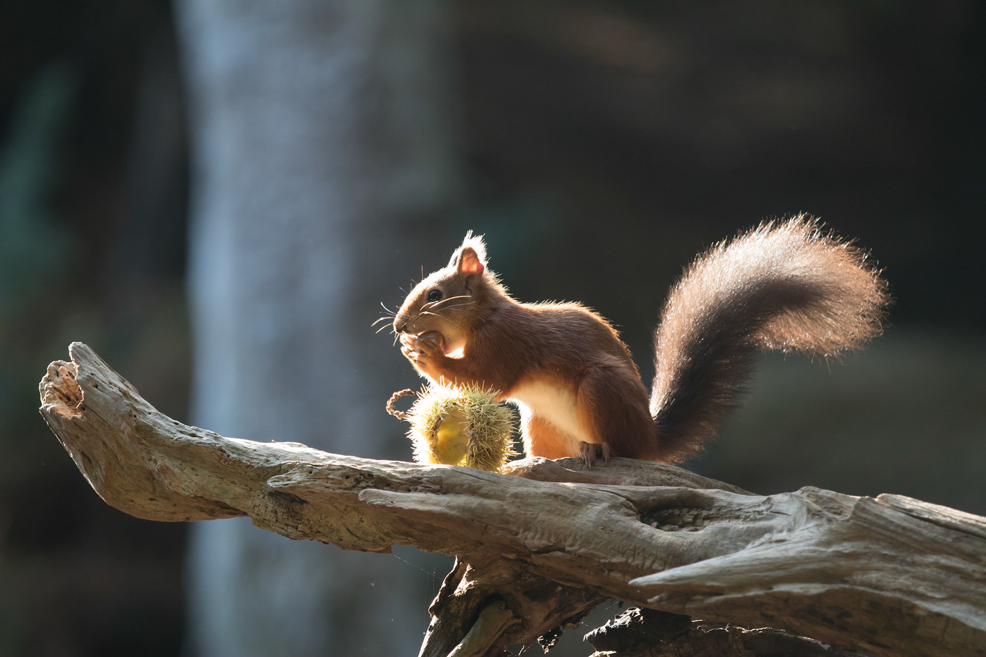 Red squirrel in the woods, Brownsea Island