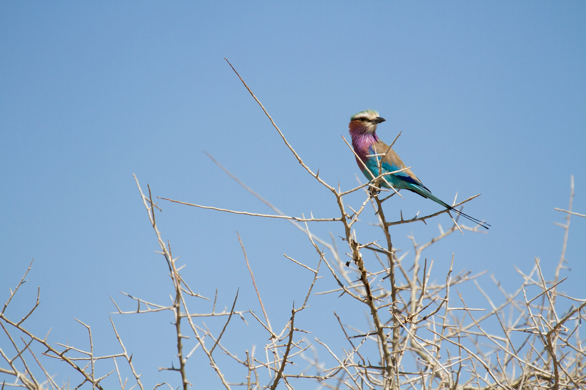 Lilac breasted roller