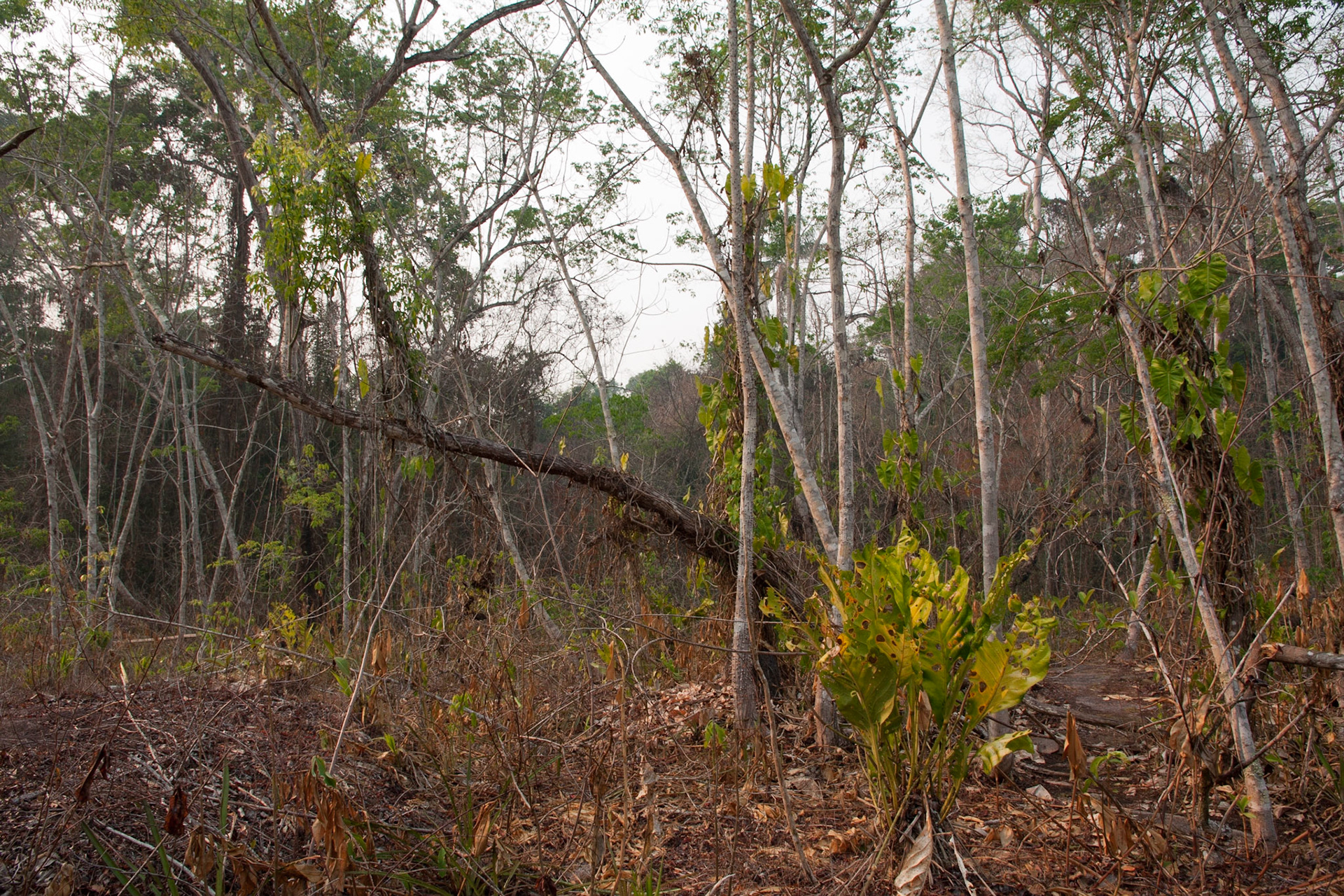 Different vegetation in the forest