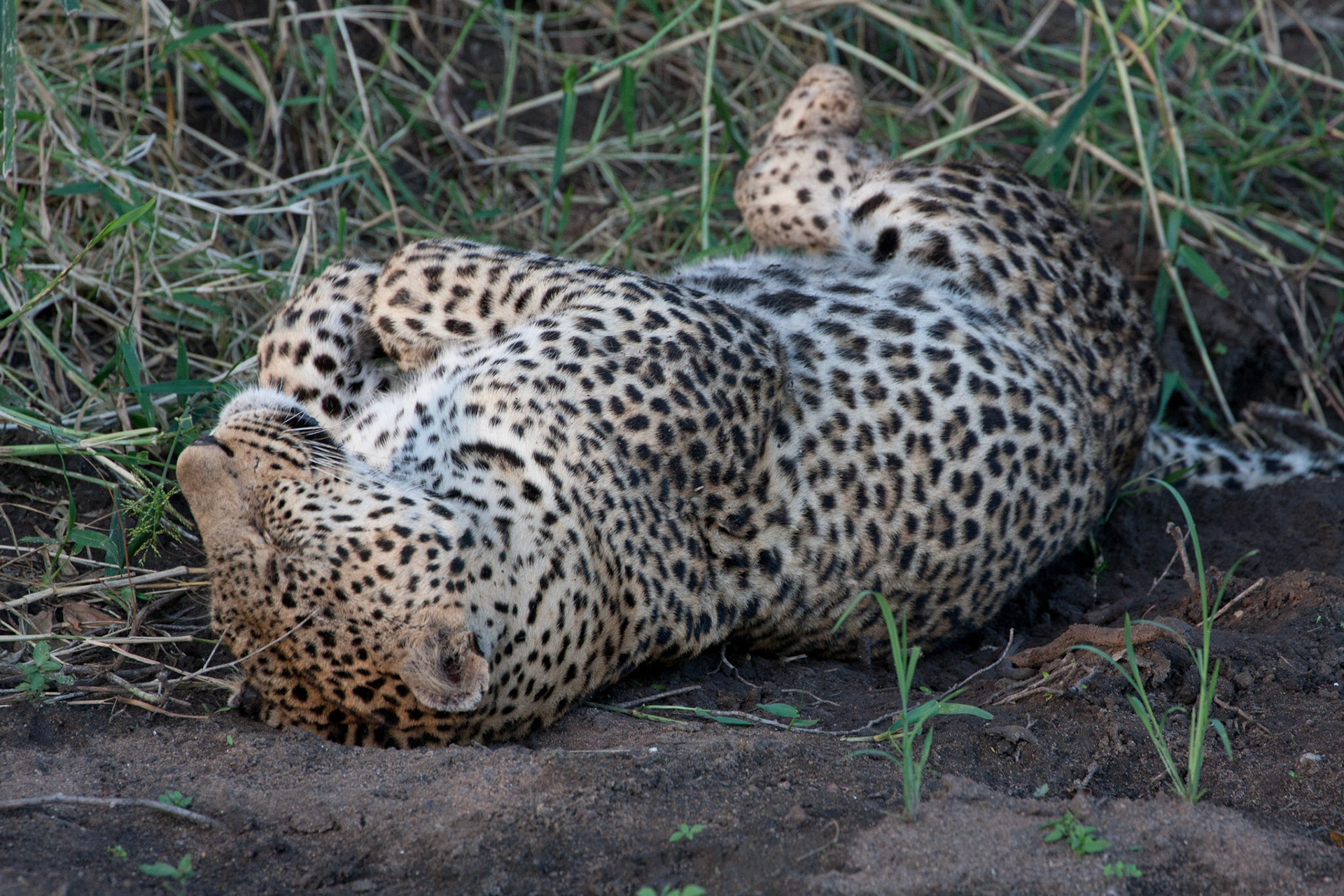Male leopard