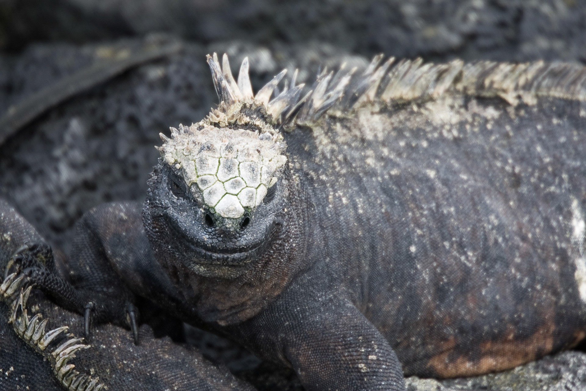 Marine iguana