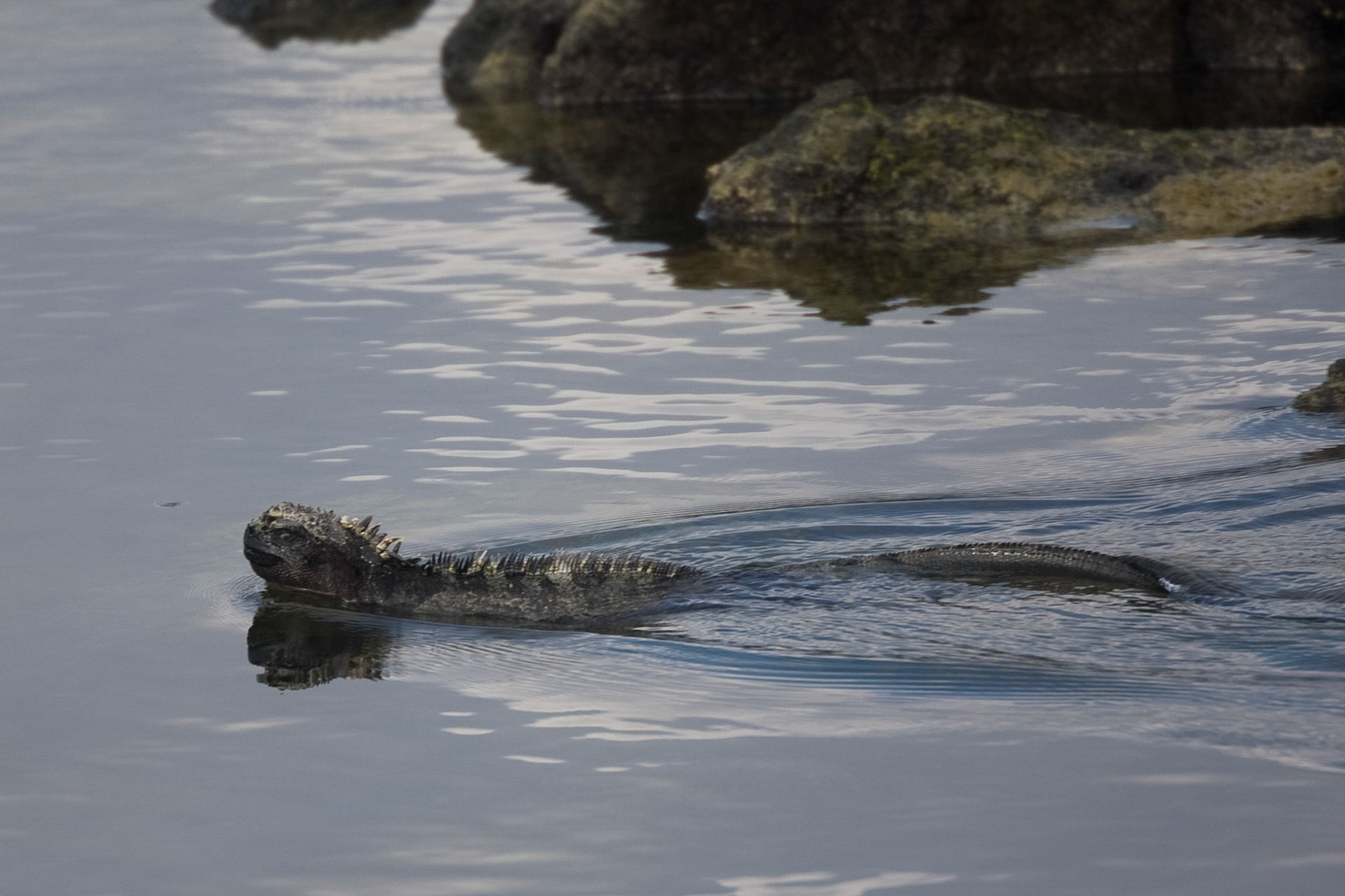 Marine iguana
