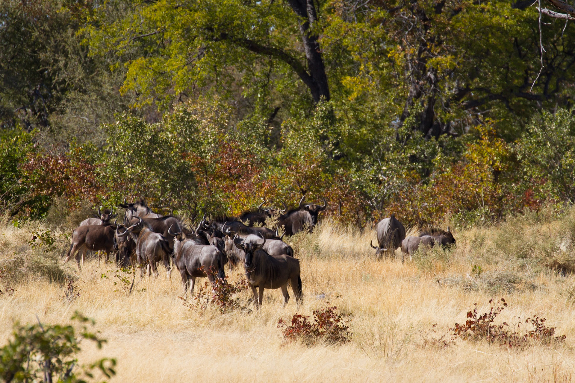 Came across a herd of wildebeest on our morning walk