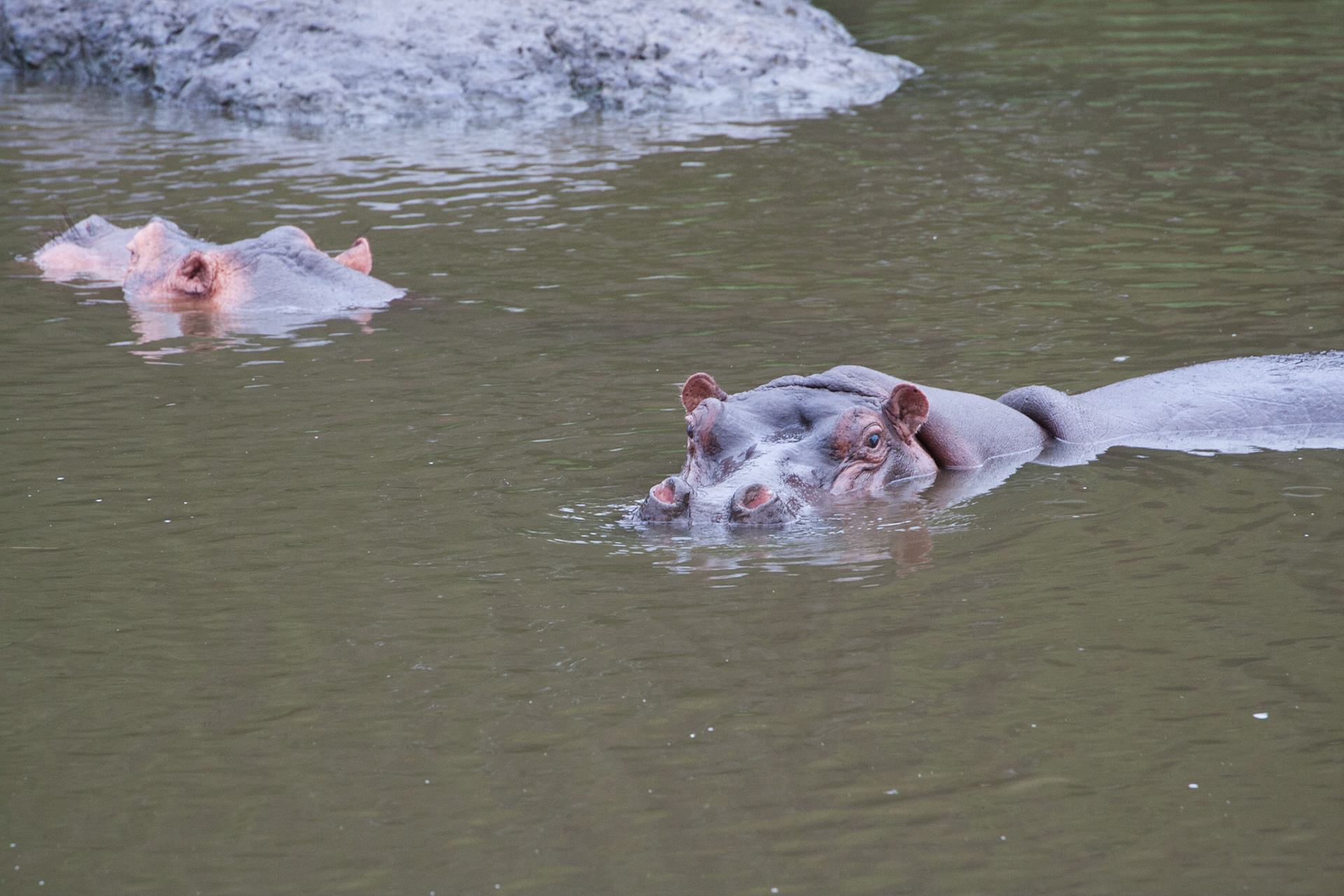 Hippos