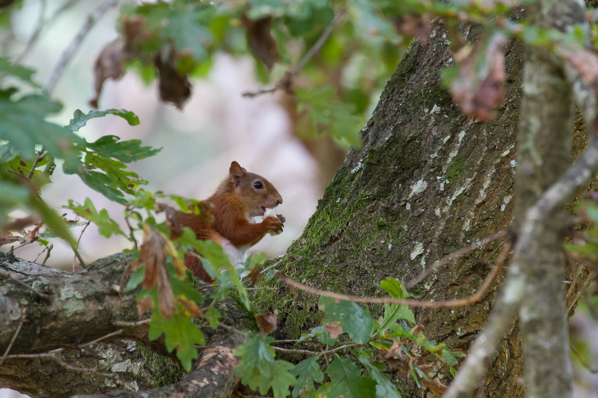 Red squirrel in the trees, Brownsea Island