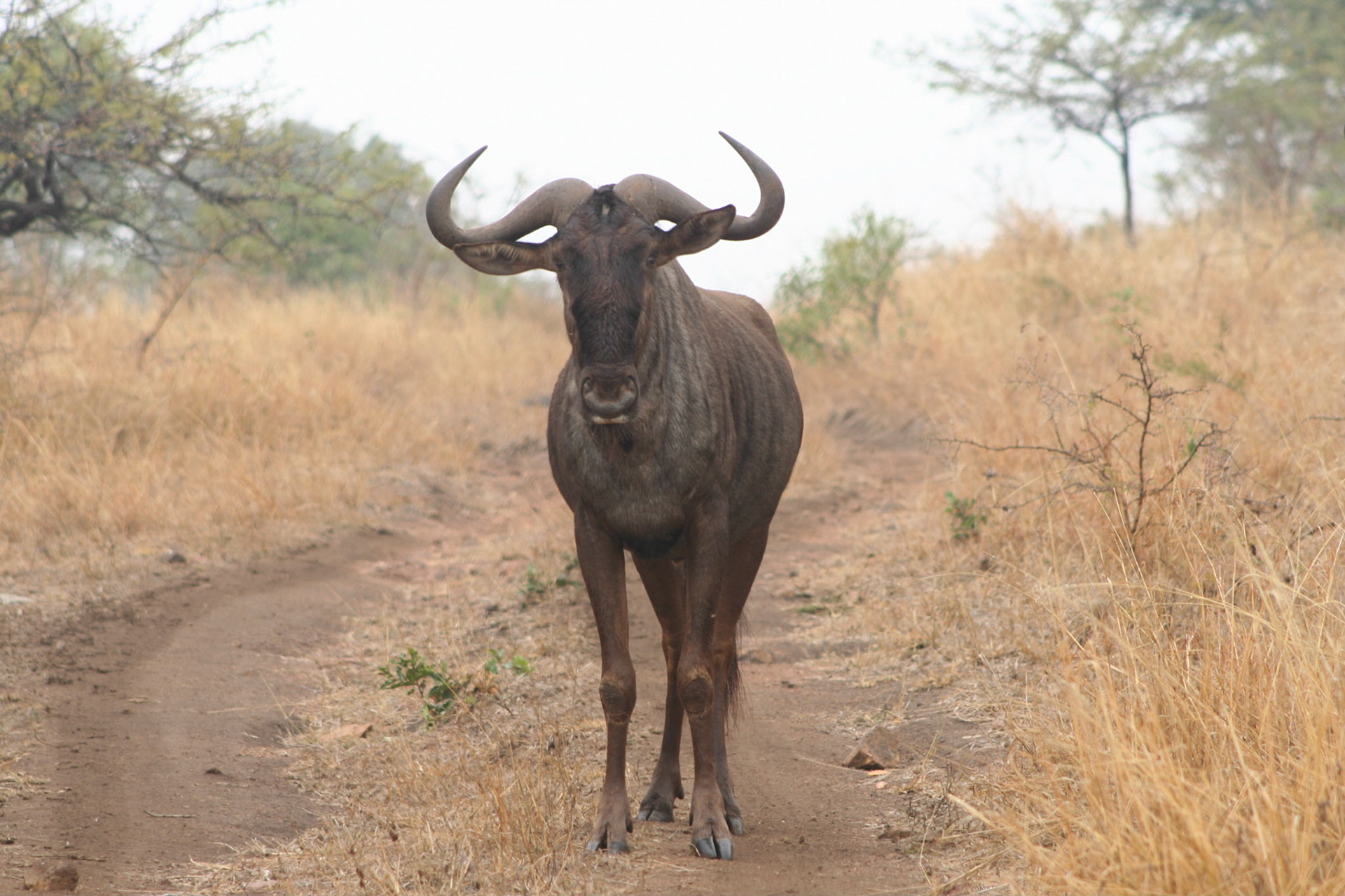 Wildebeest