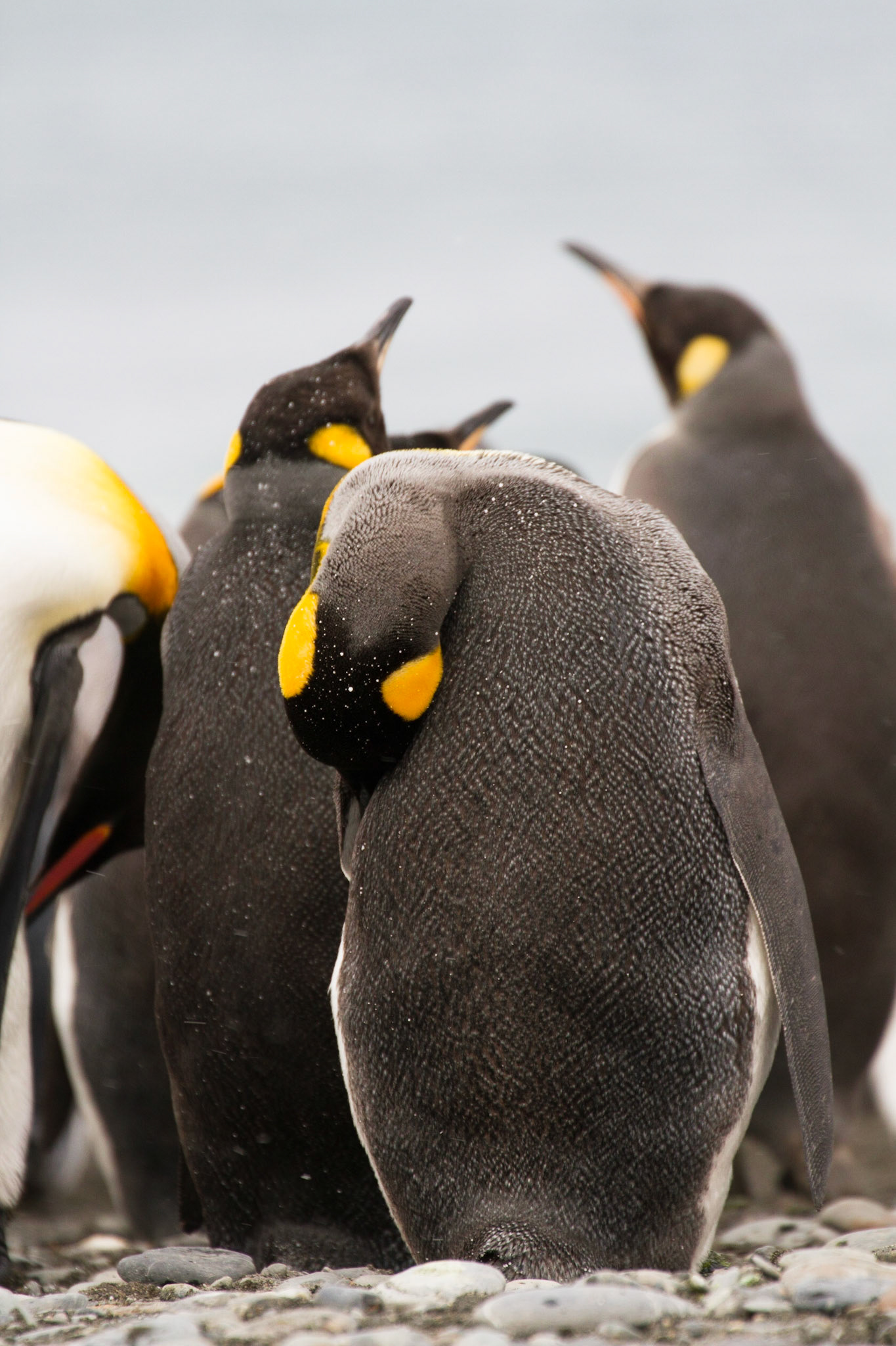 King penguins