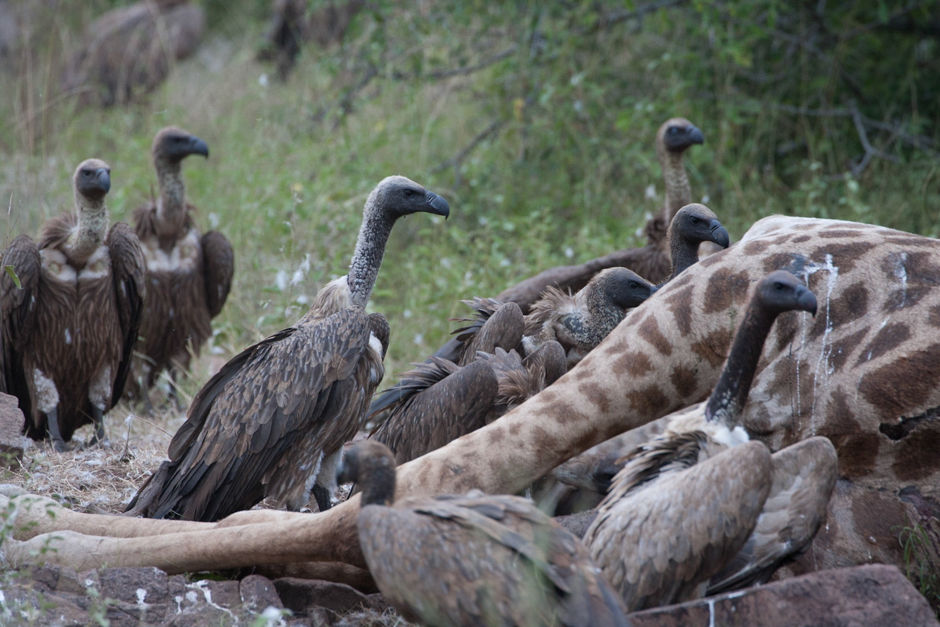 White backed vultures feeding on giraffe carcass