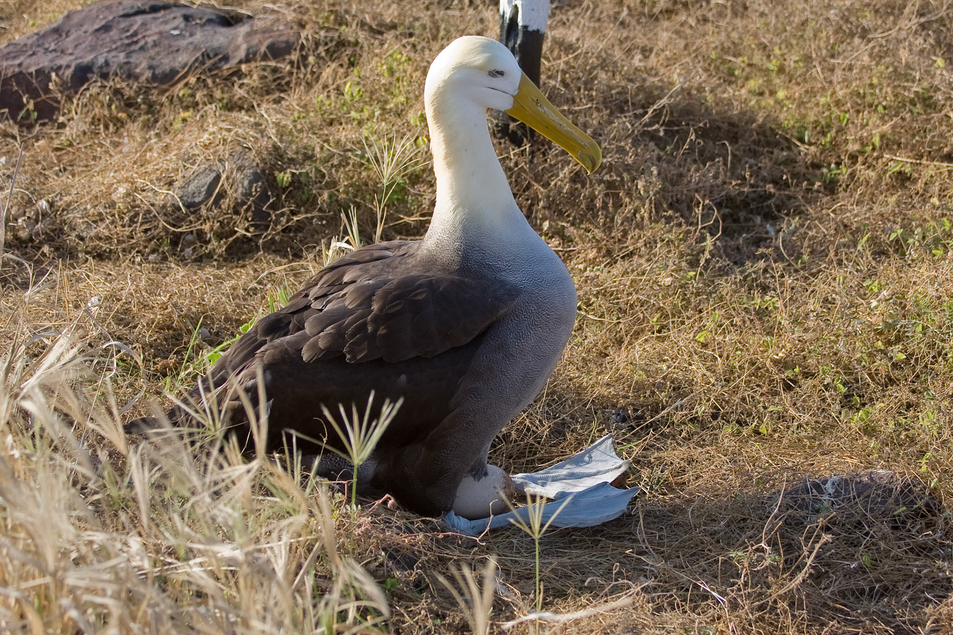 Waved albatross incubating an egg