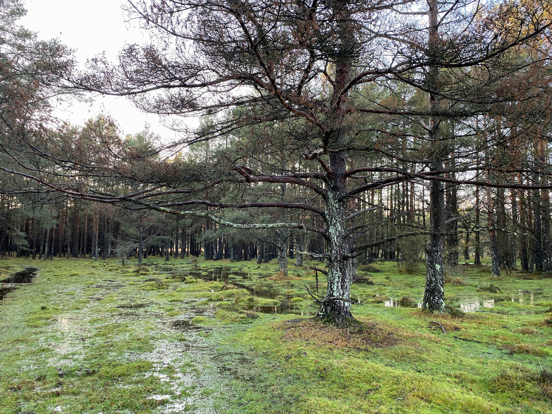Ober Heath after heavy rain