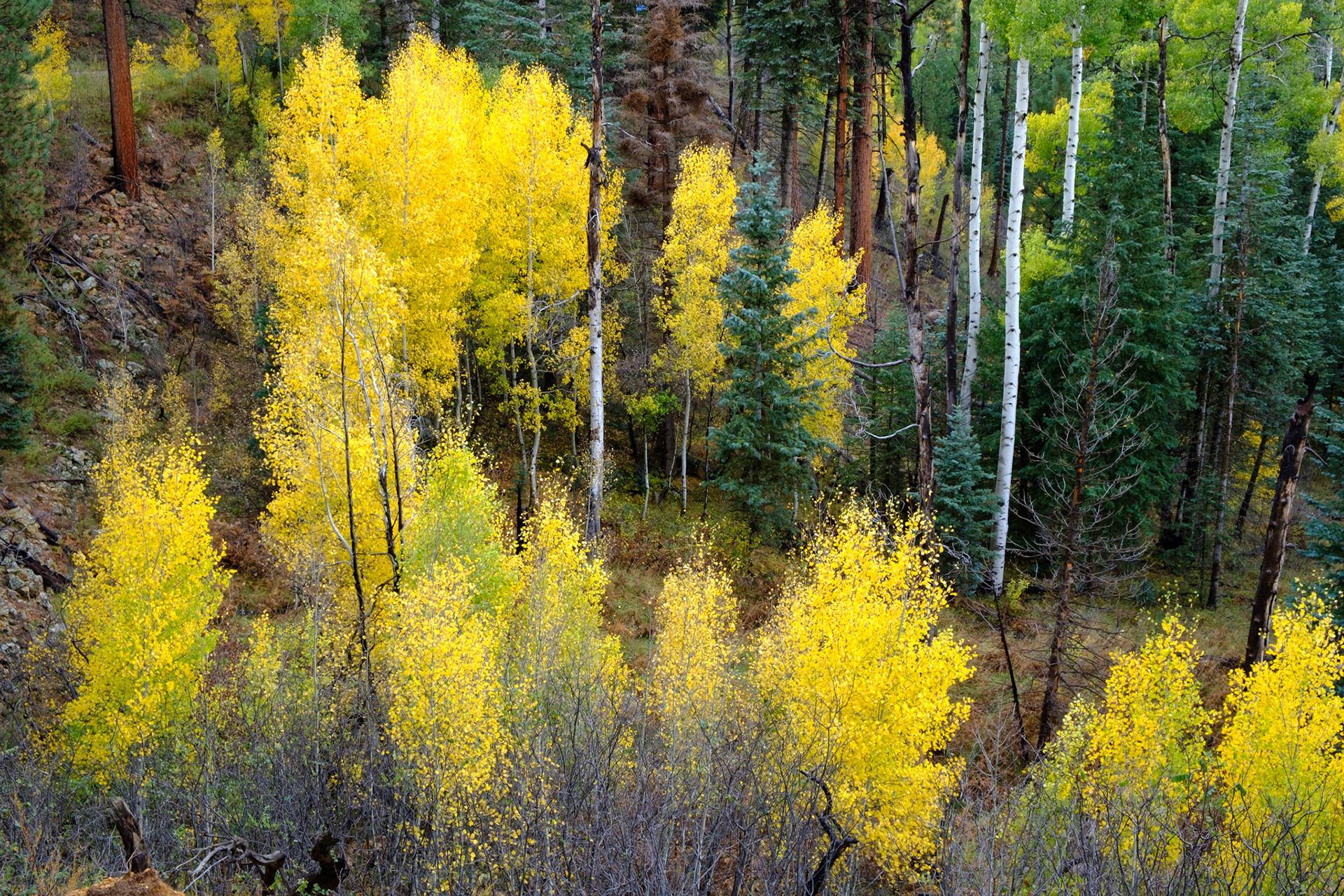 Aspen trees