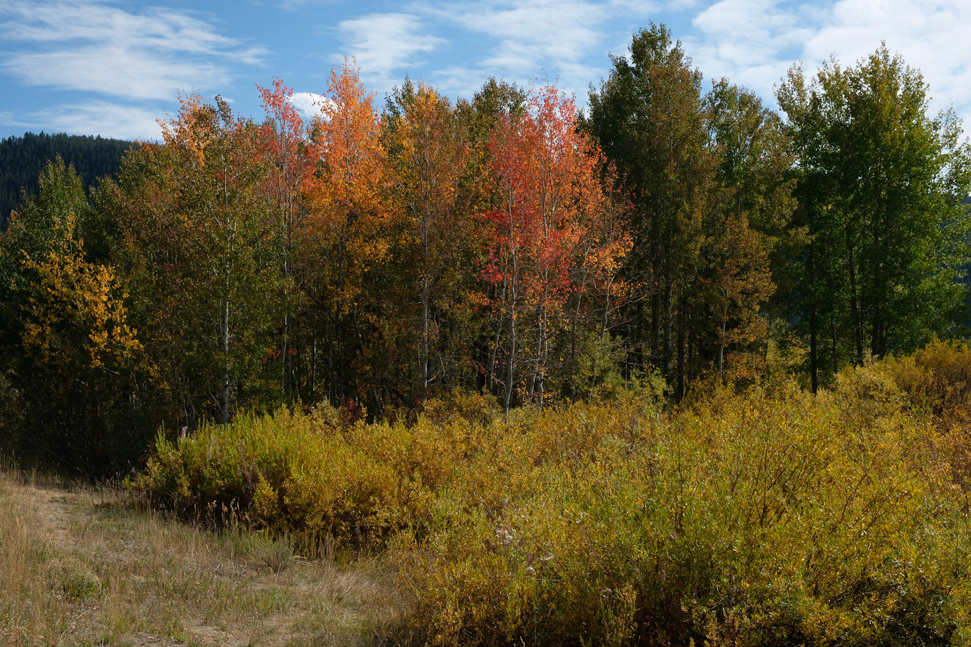 Aspen trees in Grand Teton National Park