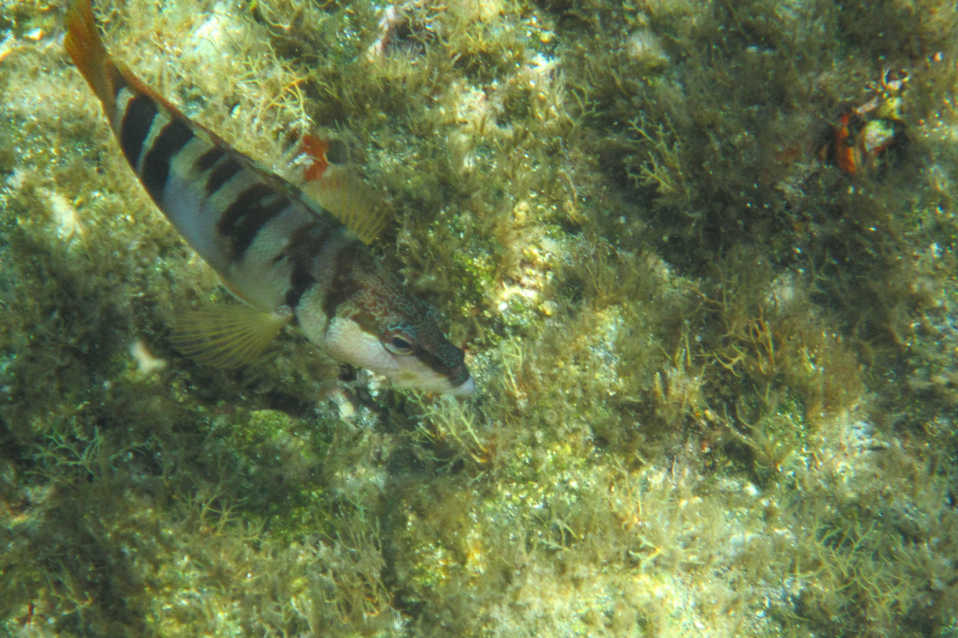 Snorkelling at St George's island