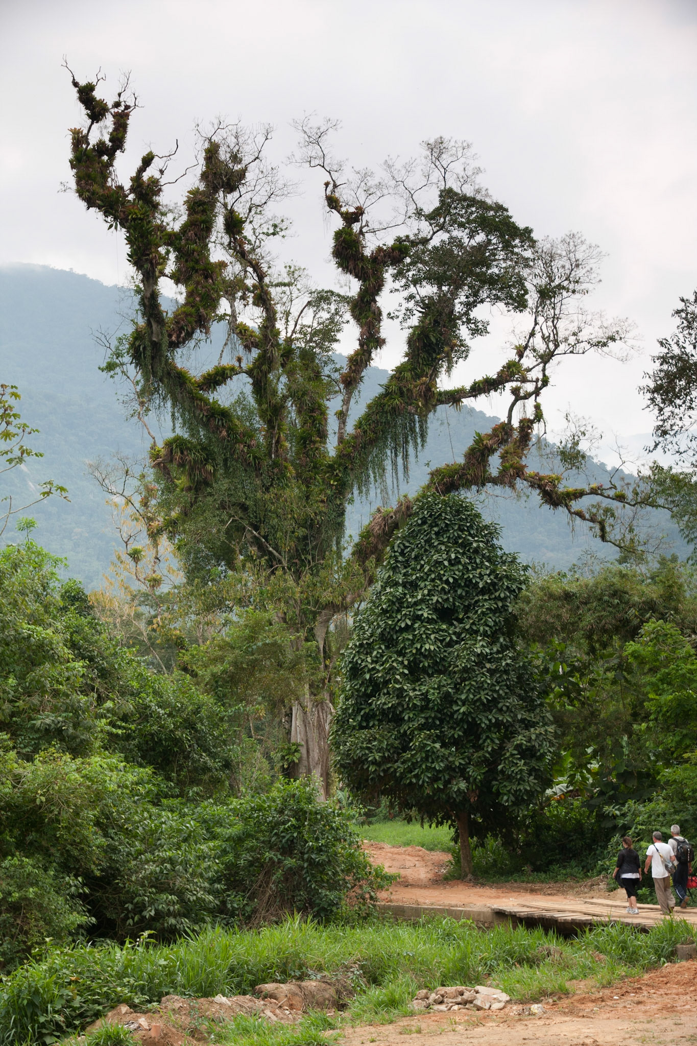 Walking through the Atlantic rainforest