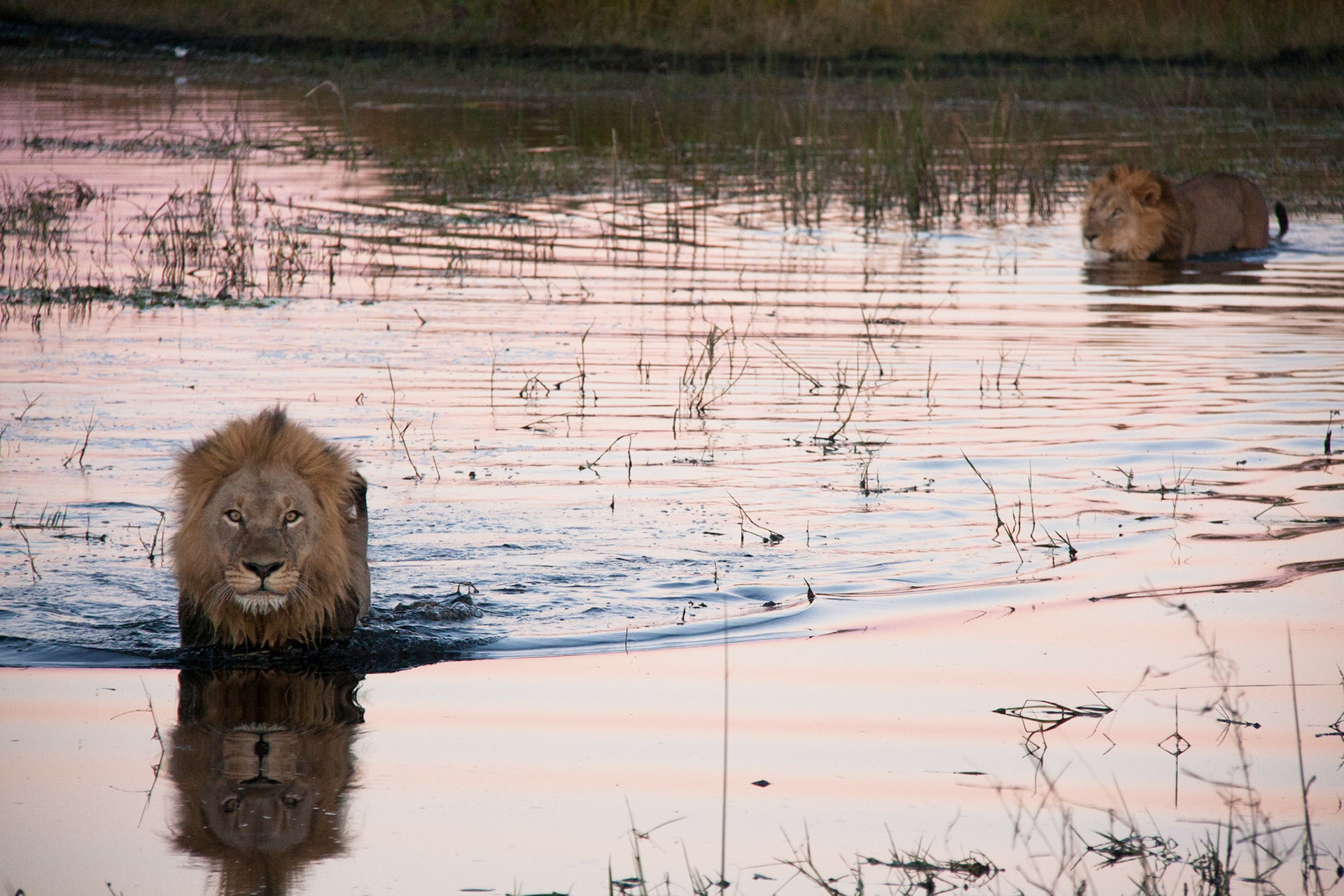 Crossing water is a fact of life in the Okavango Delta