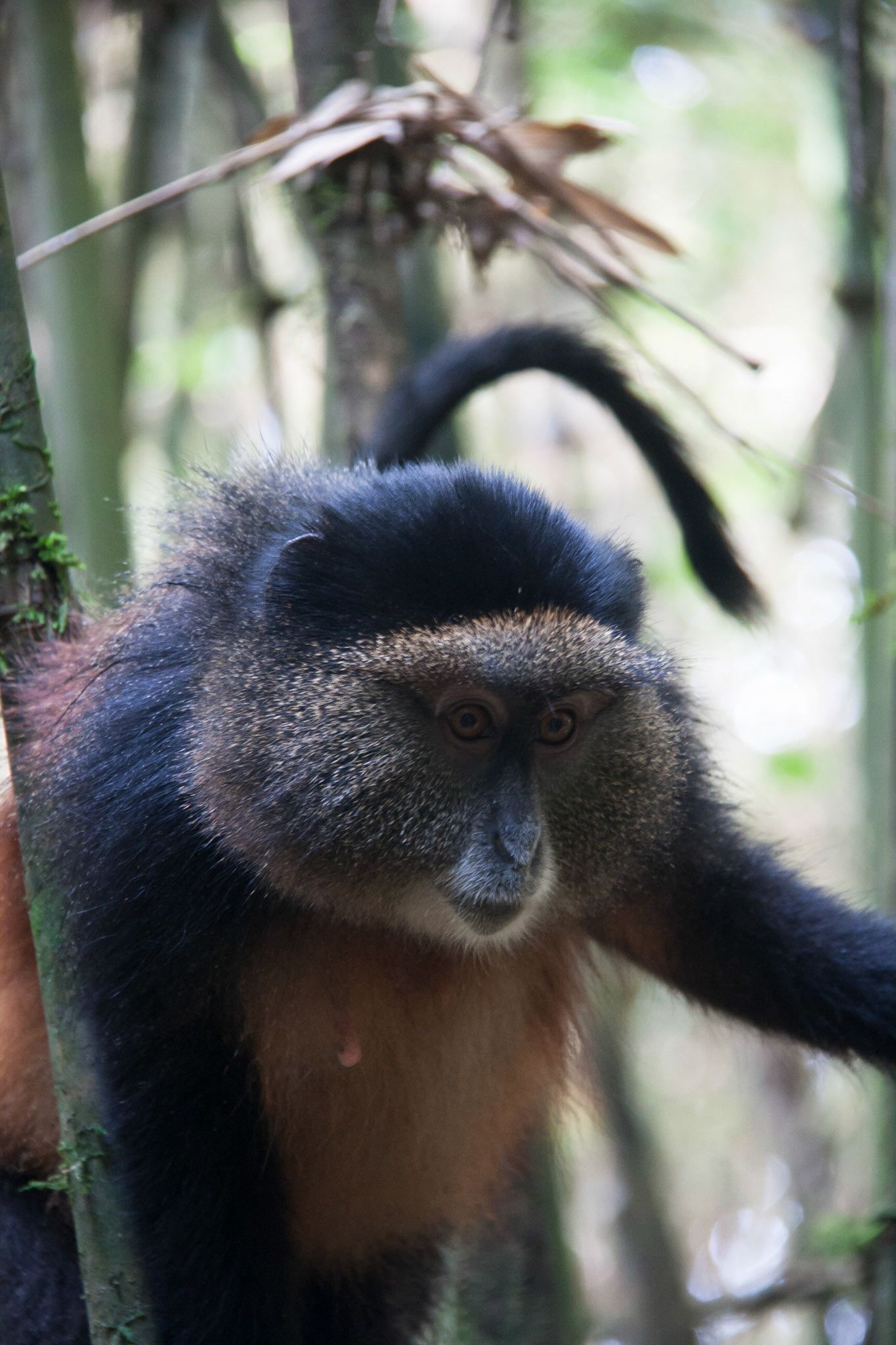 Golden monkey in the bamboo forest