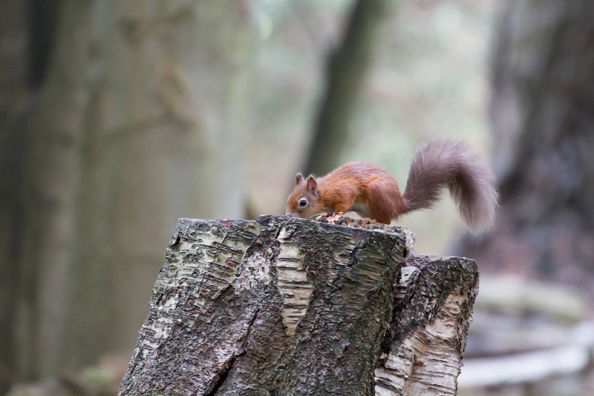 Red squirrel in the woods, Brownsea Island