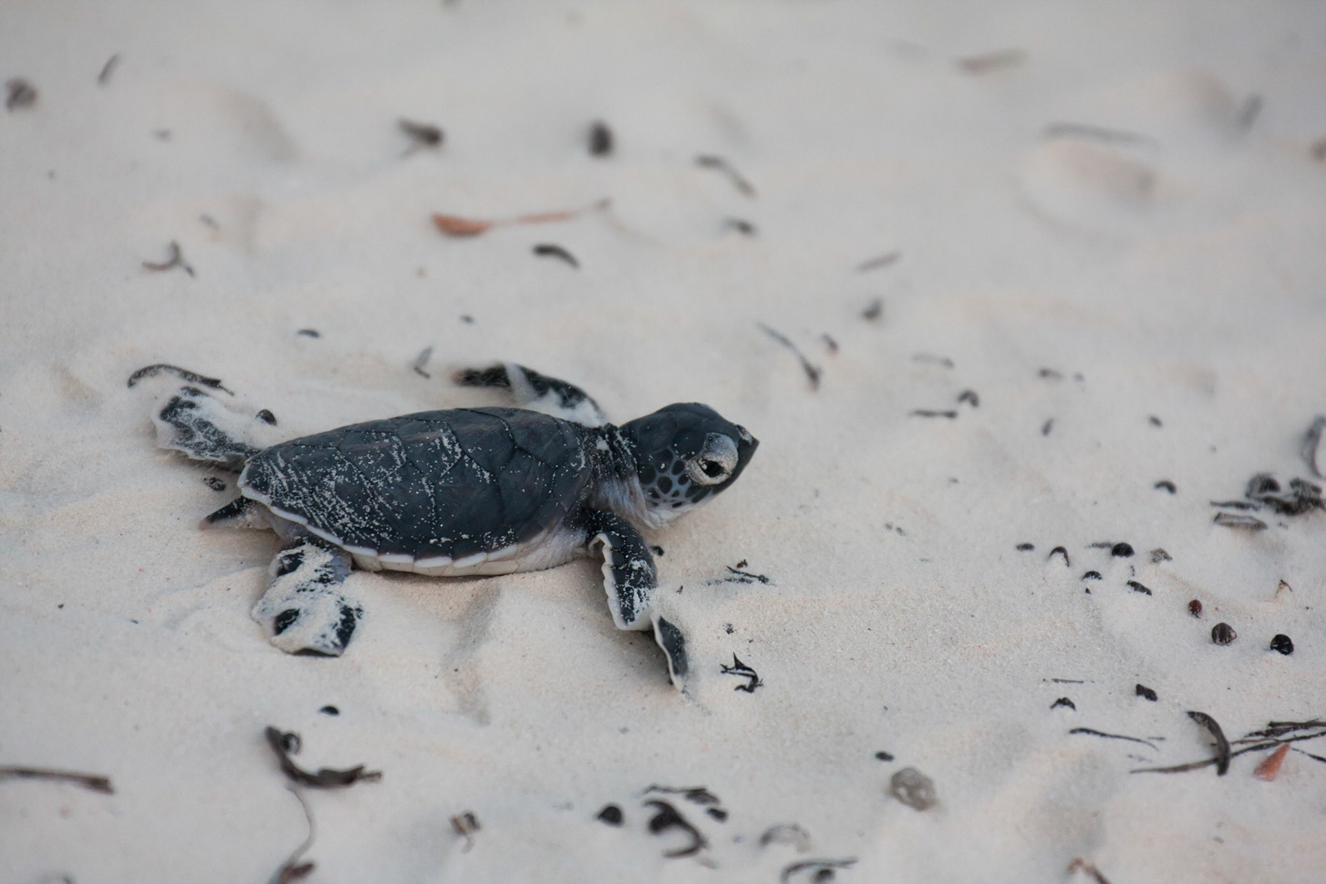 Green turtle hatchling
