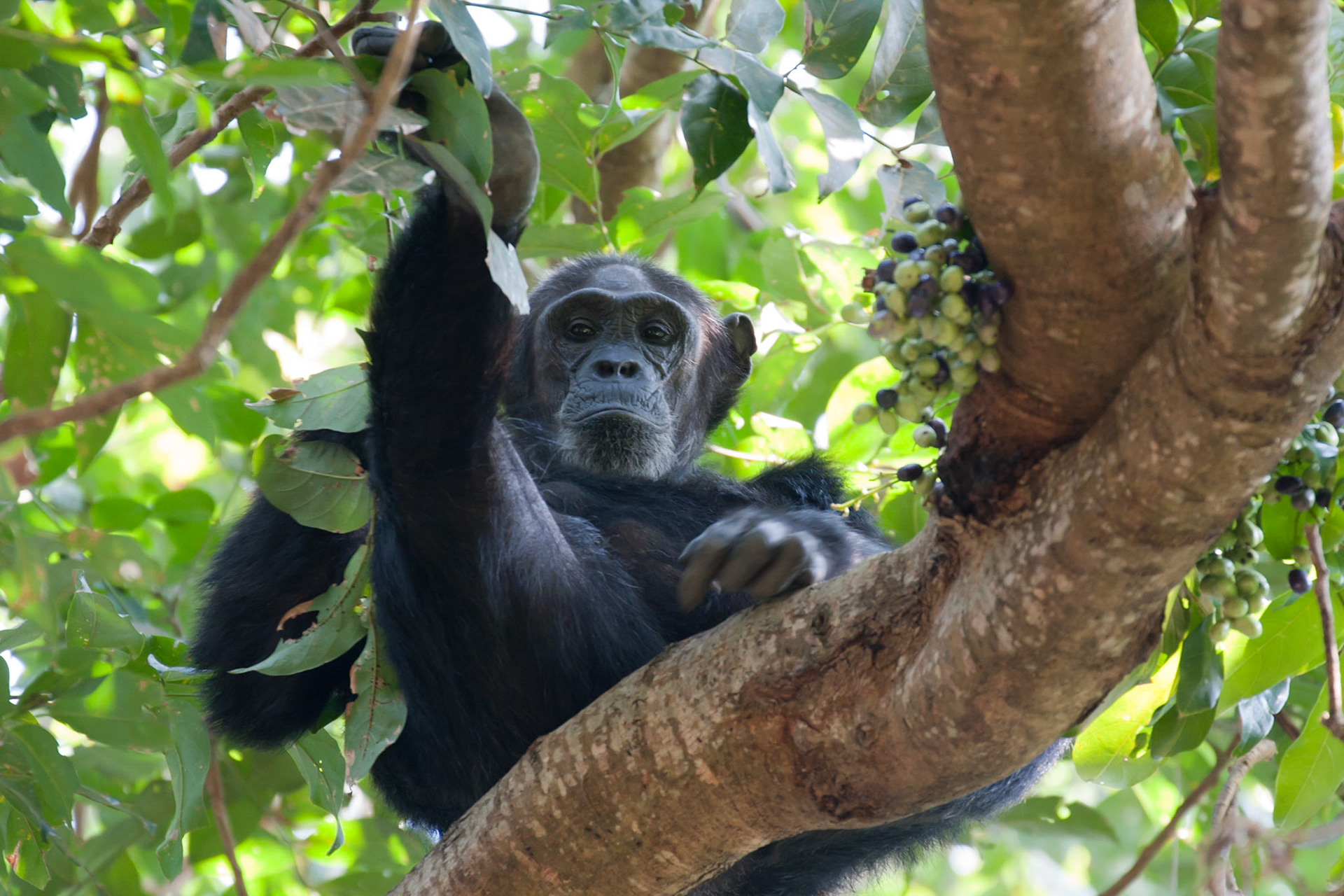 Gwekulu, an old female chimpanzee