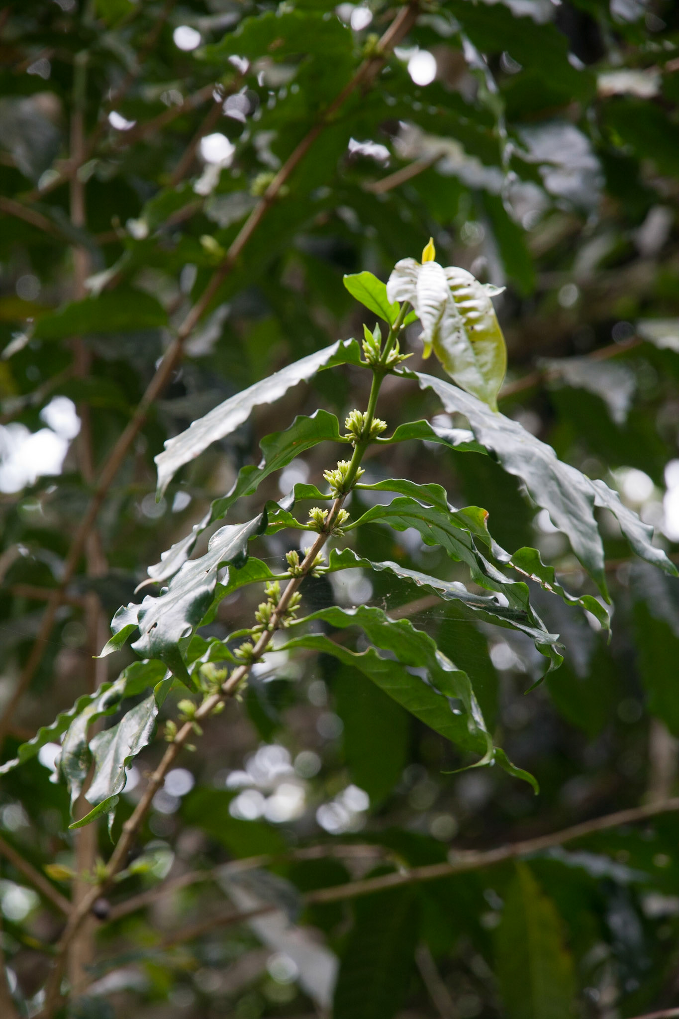 Coffee plant and flowers