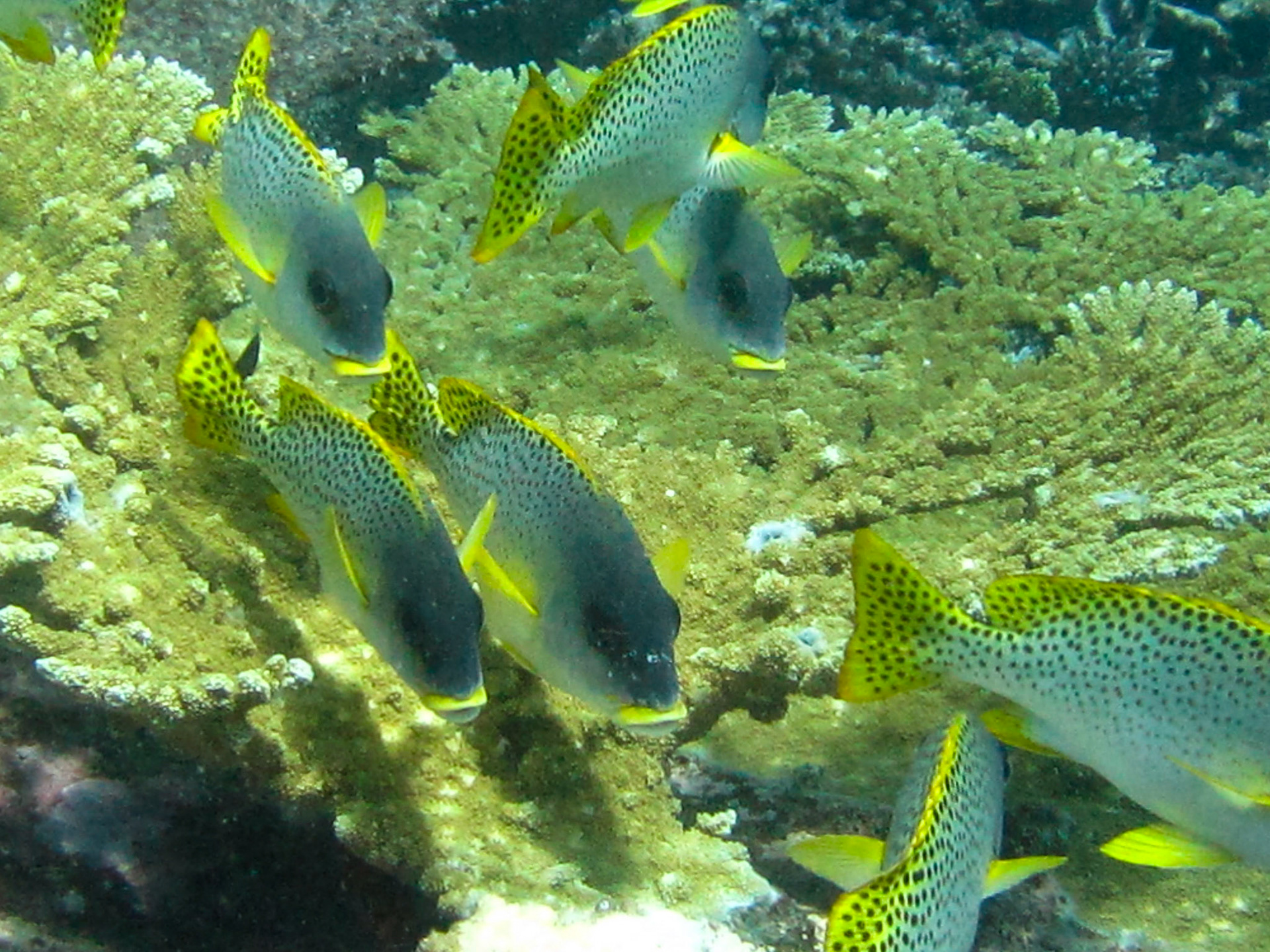 Black spotted snapper